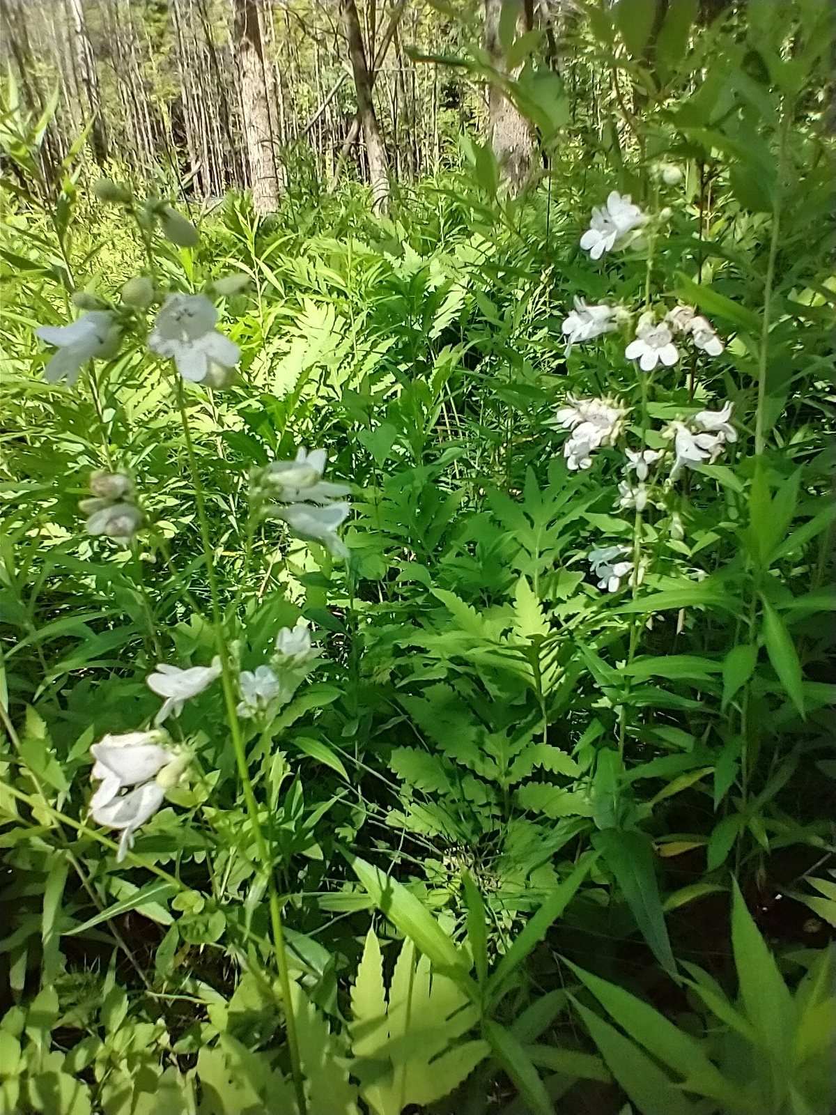 Husker Red penstemon