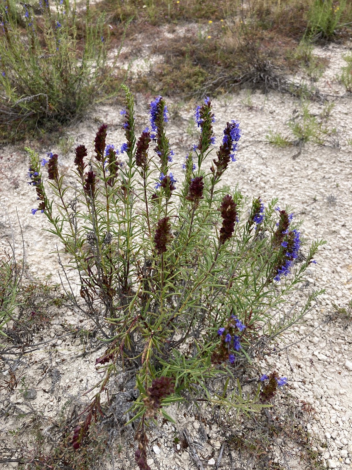 Hyssop