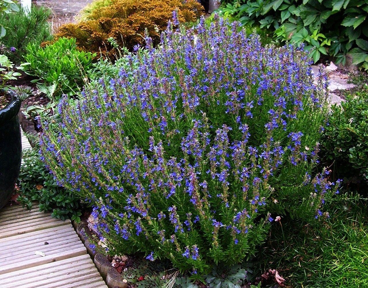 Hyssop