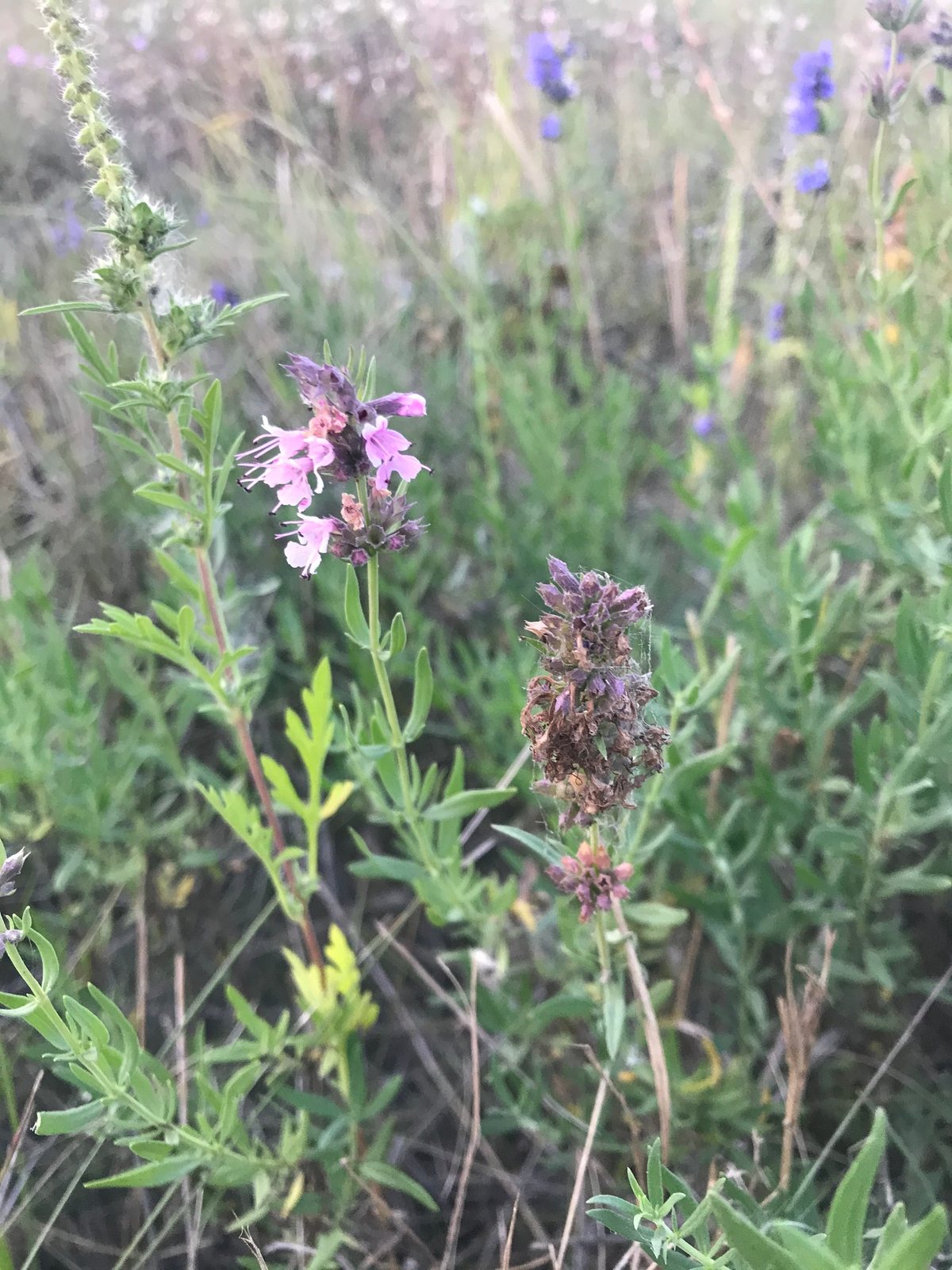 Hyssop