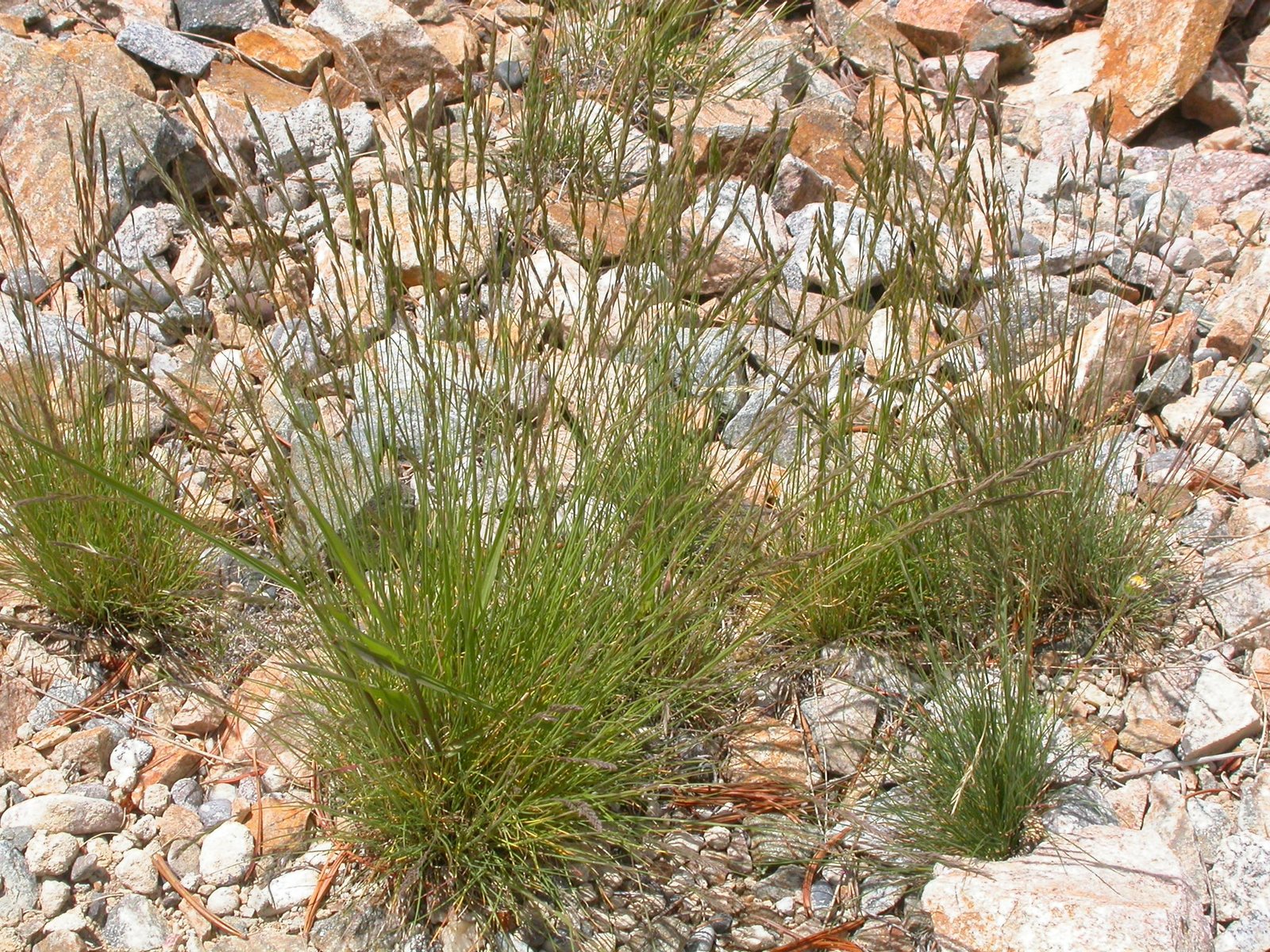 Idaho fescue