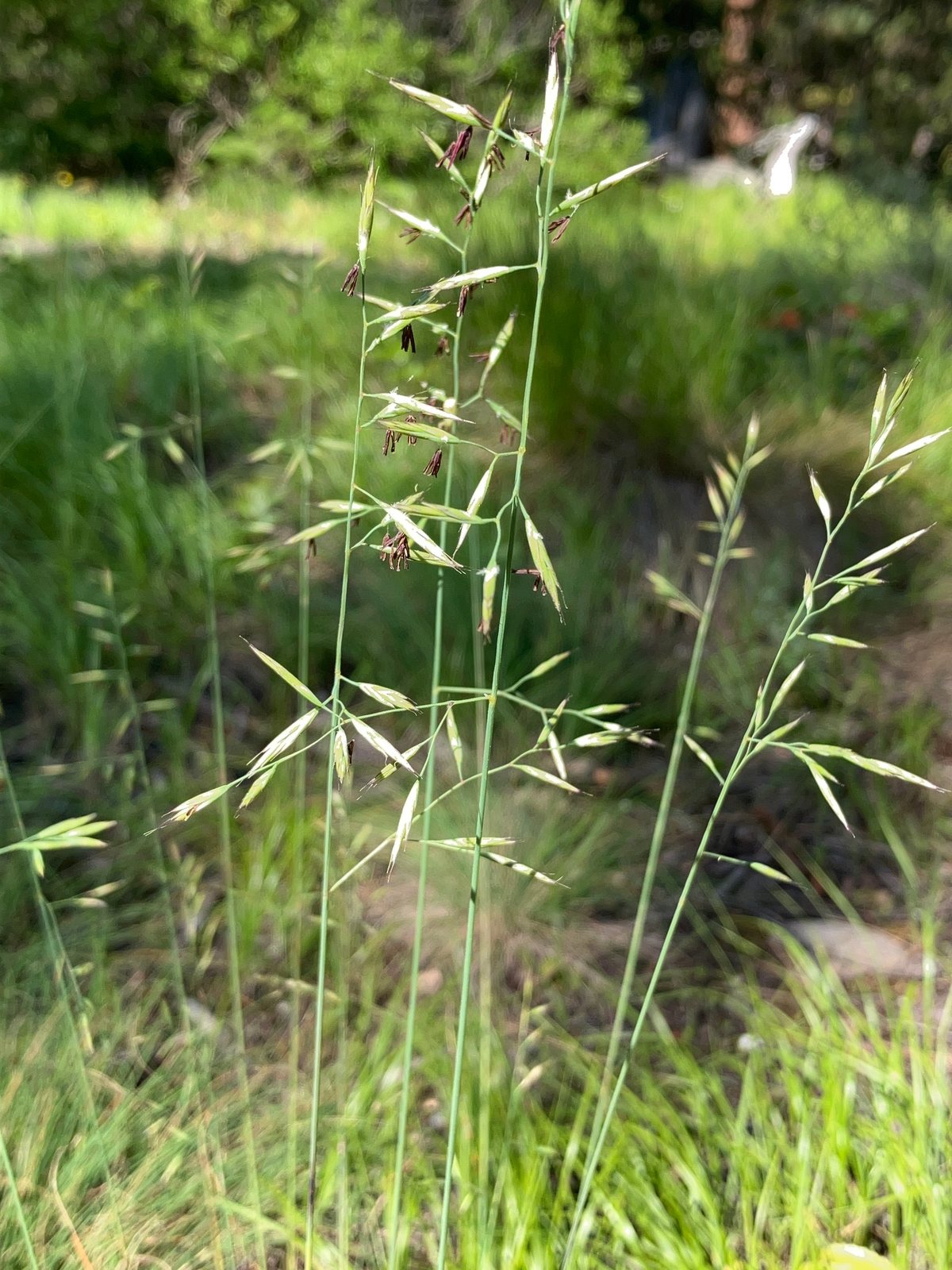 Idaho fescue
