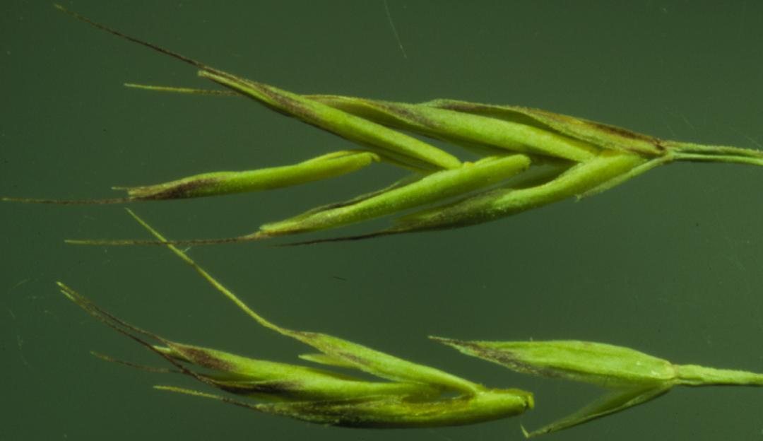 Idaho fescue