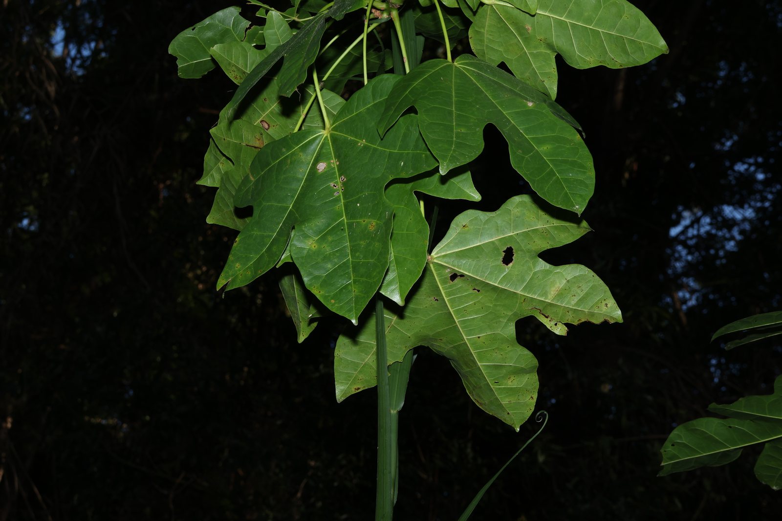 Illawarra flame tree