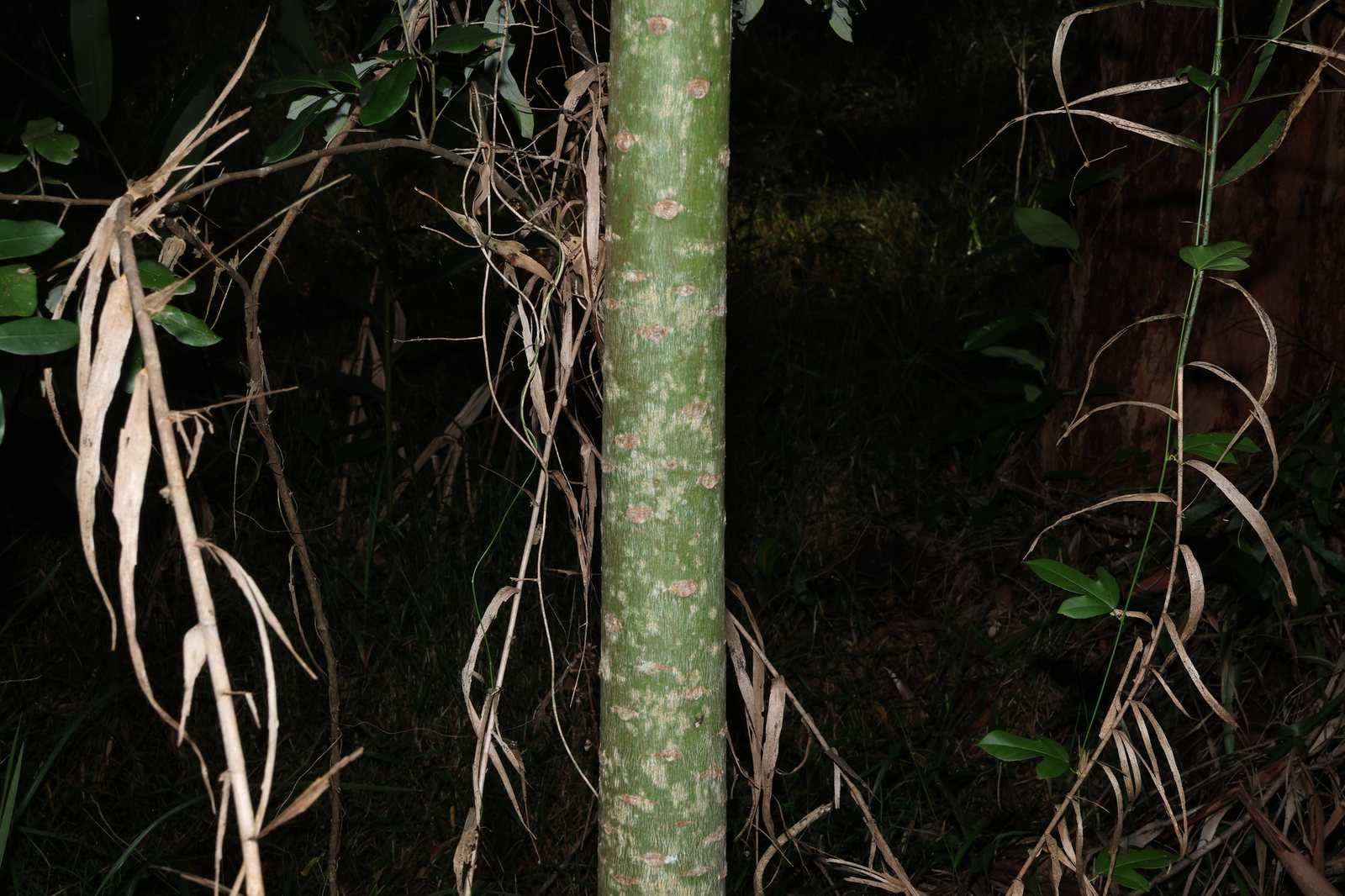 Illawarra flame tree