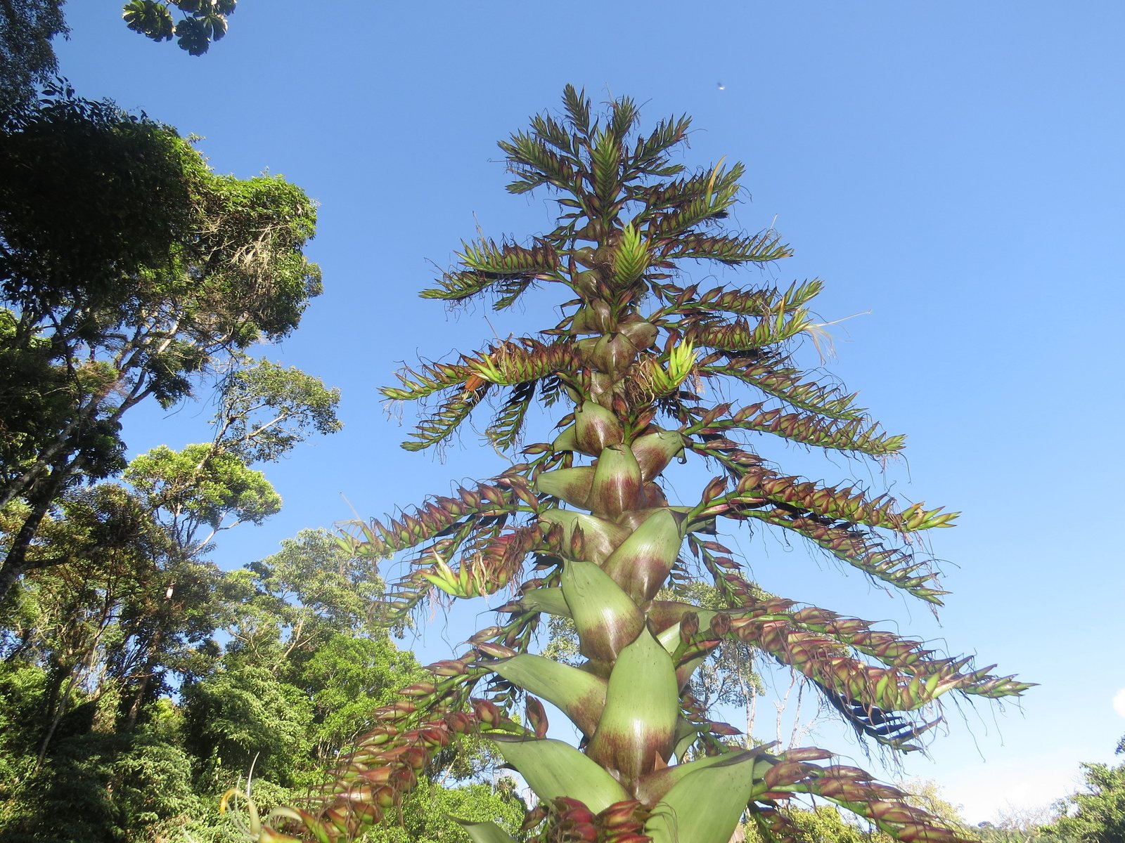 Imperial bromeliad