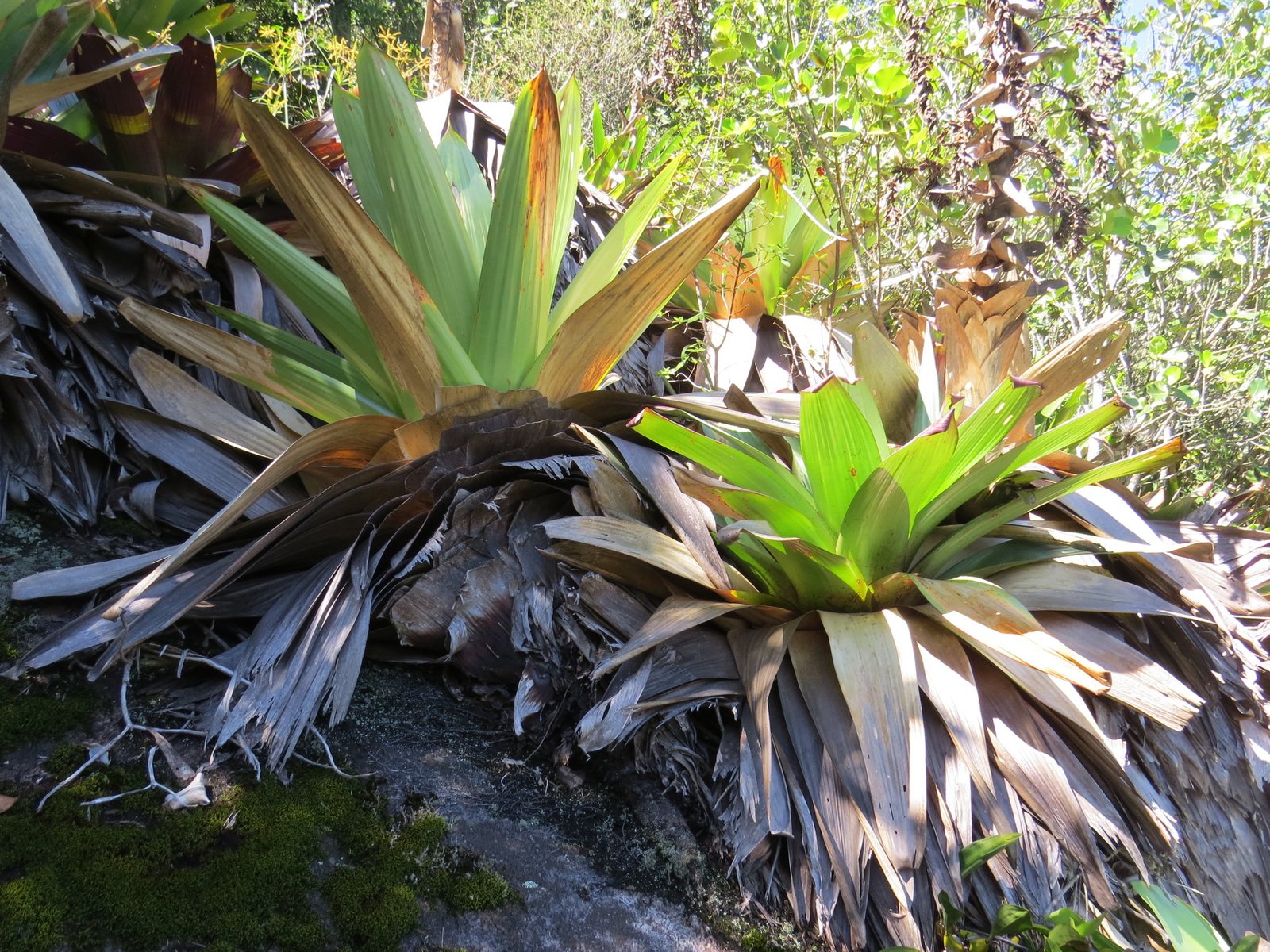 Imperial bromeliad