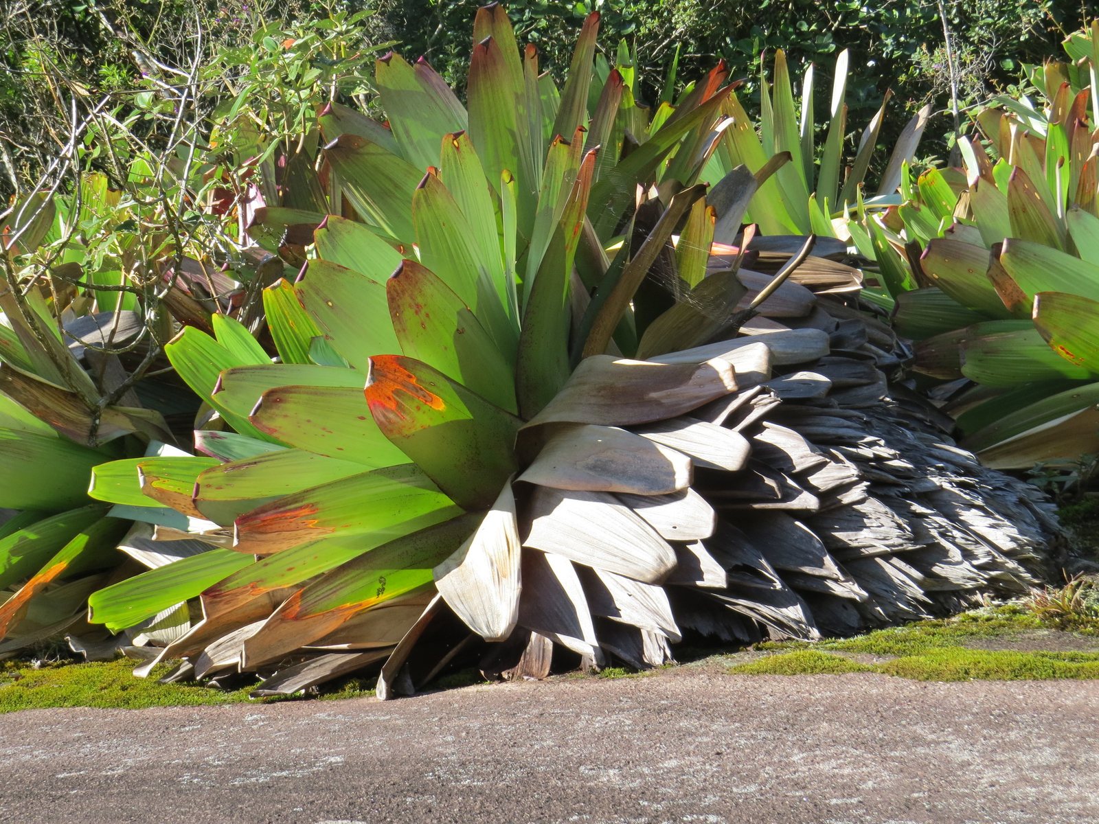 Imperial bromeliad