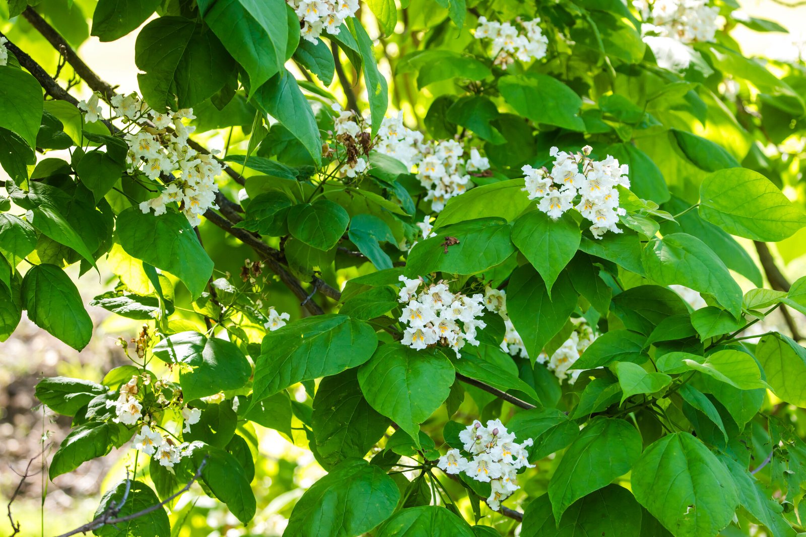 Indian bean tree