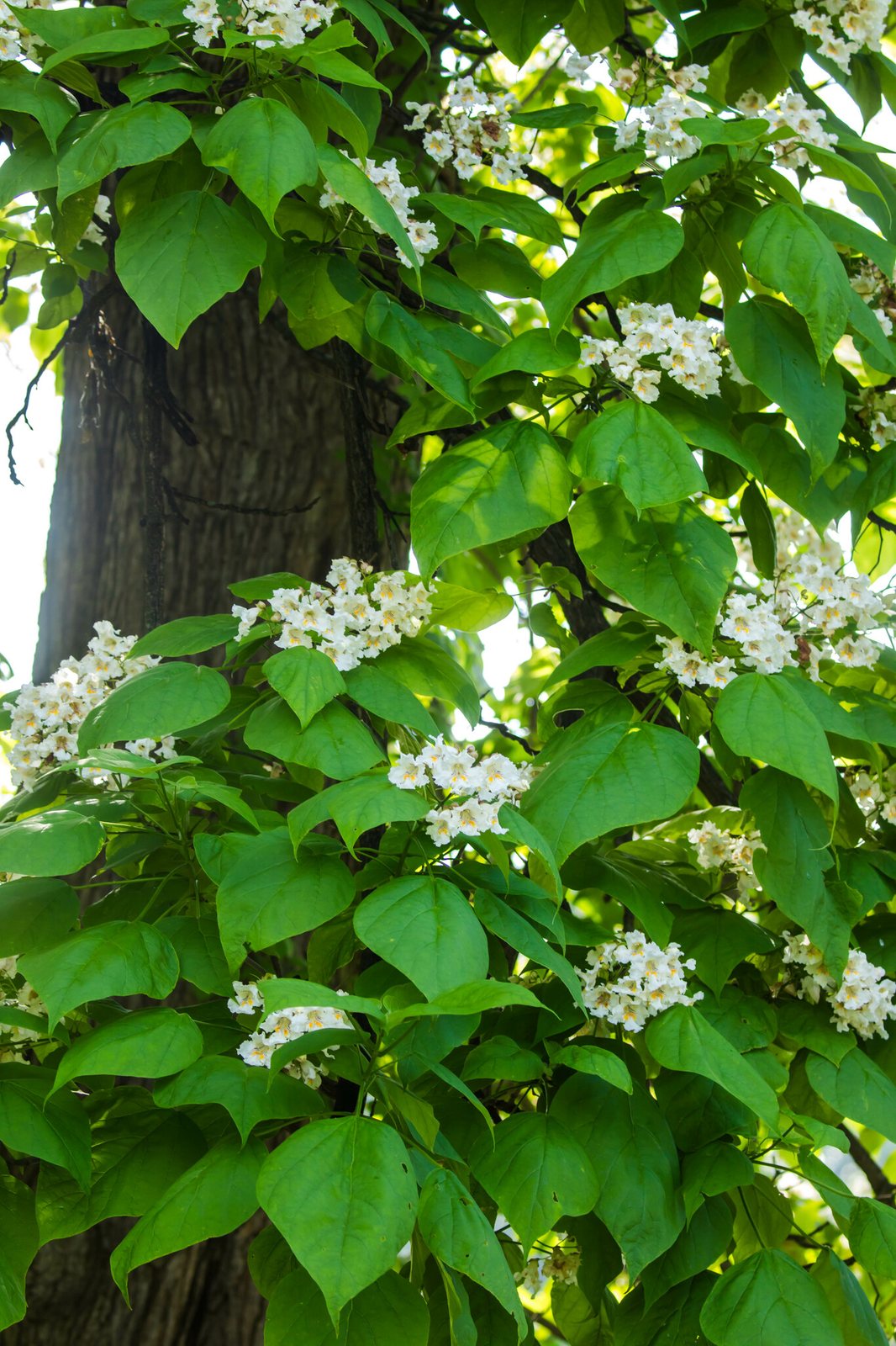 Indian bean tree