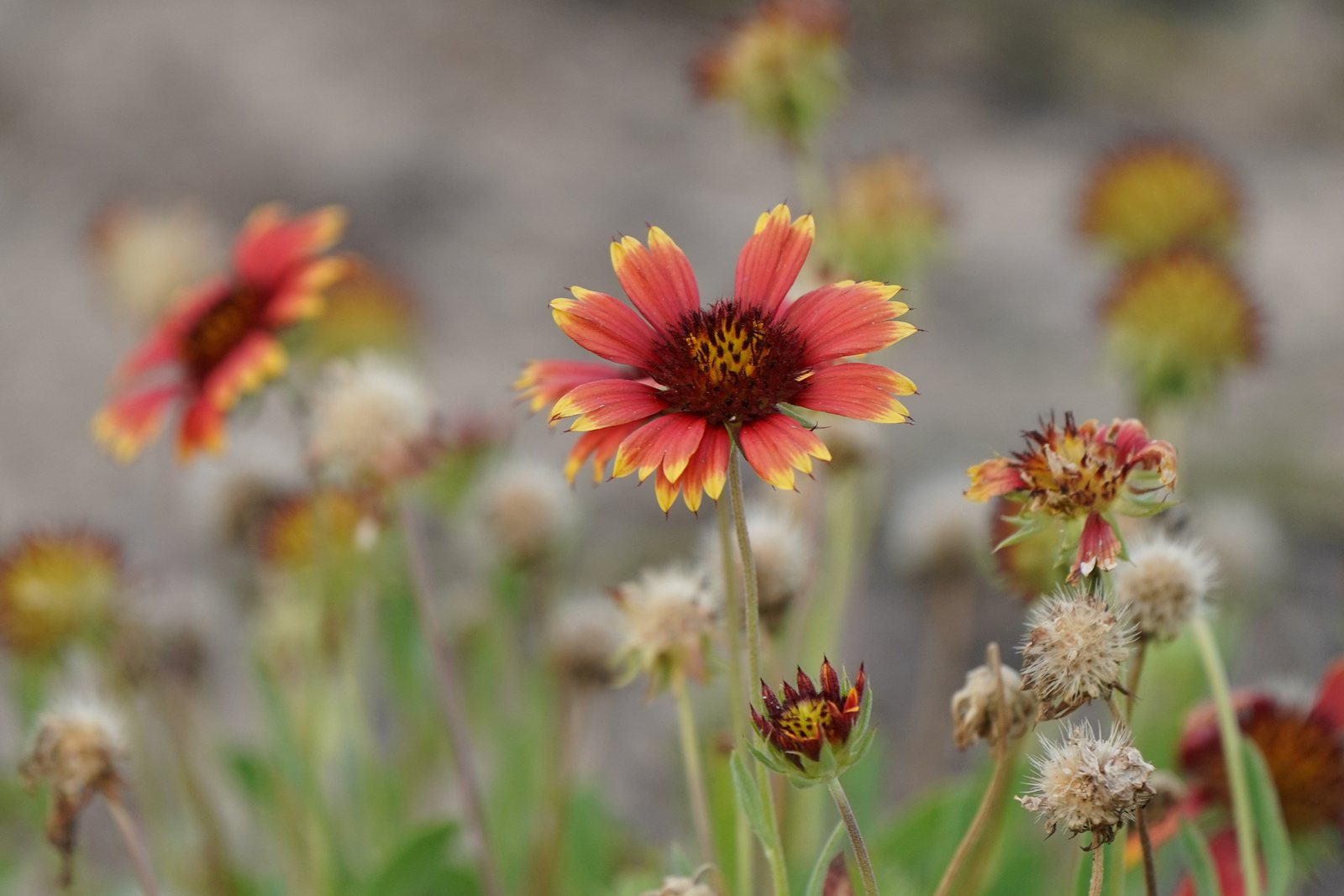 Indian blanket