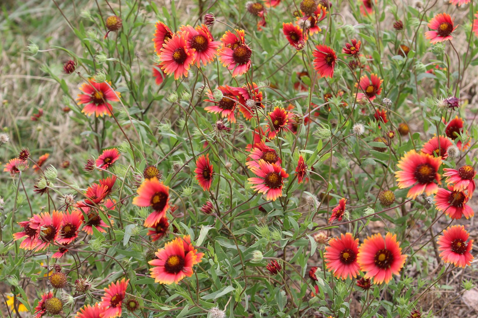 Indian blanket