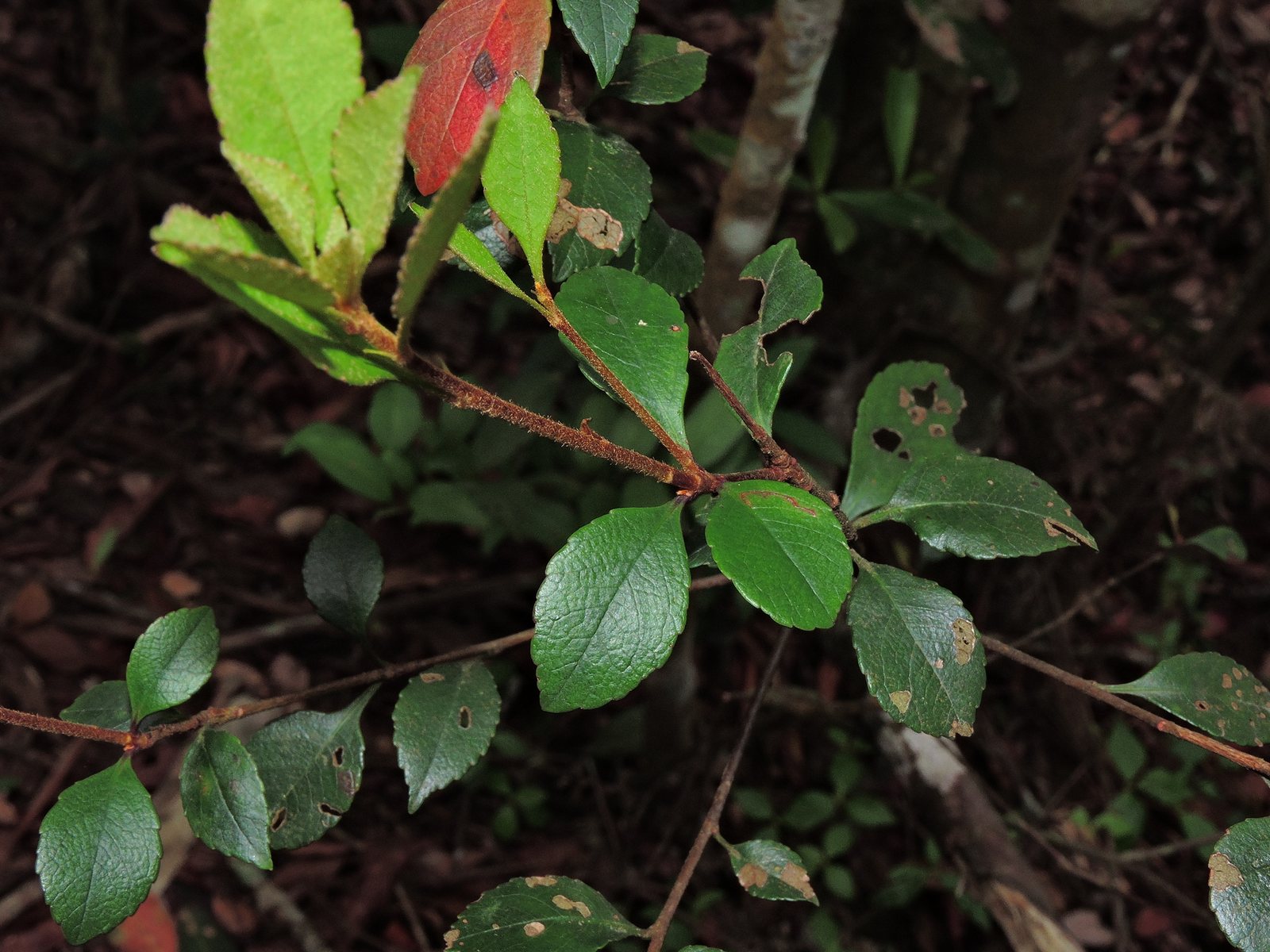 Indian hawthorn
