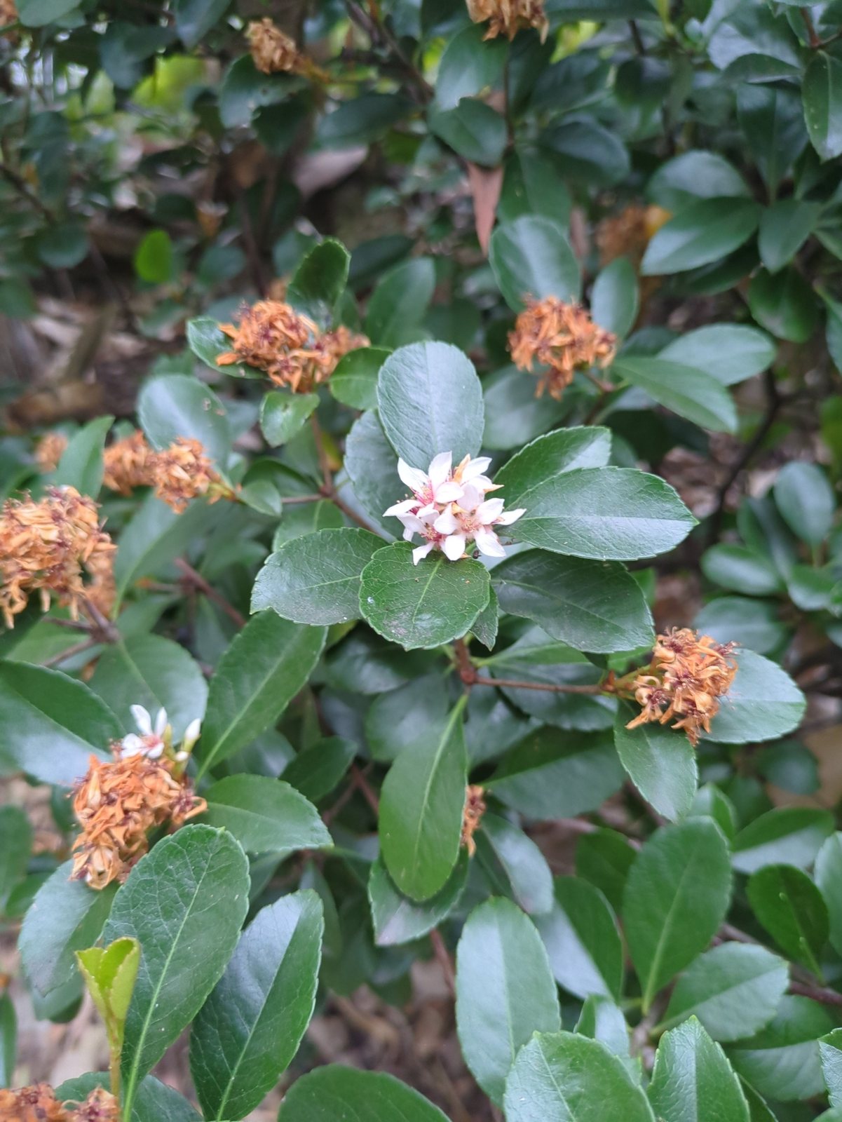 Indian hawthorn