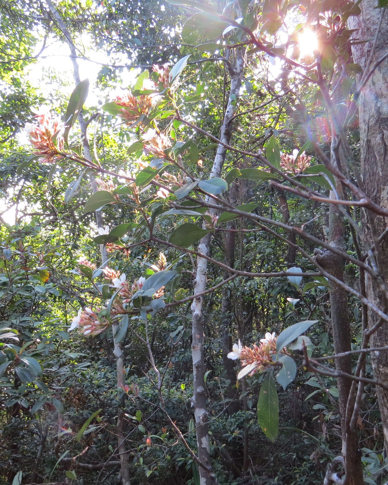 Indian hawthorn
