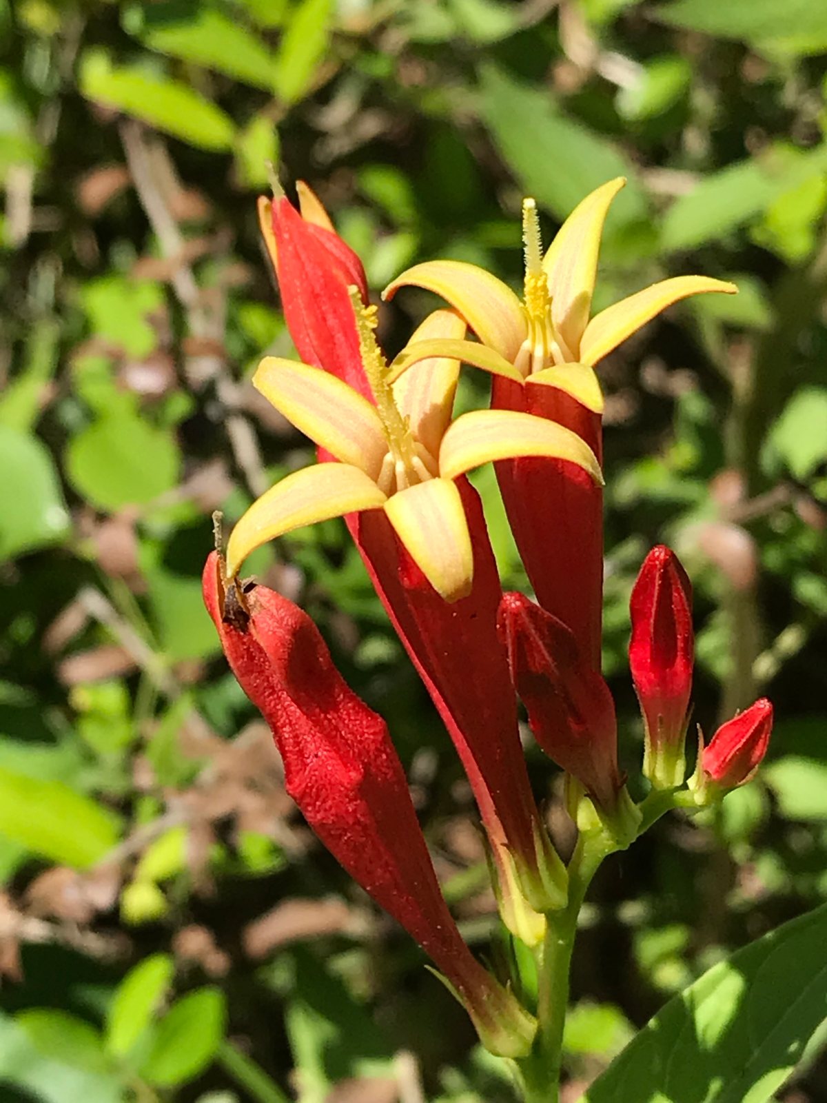 Indian pink