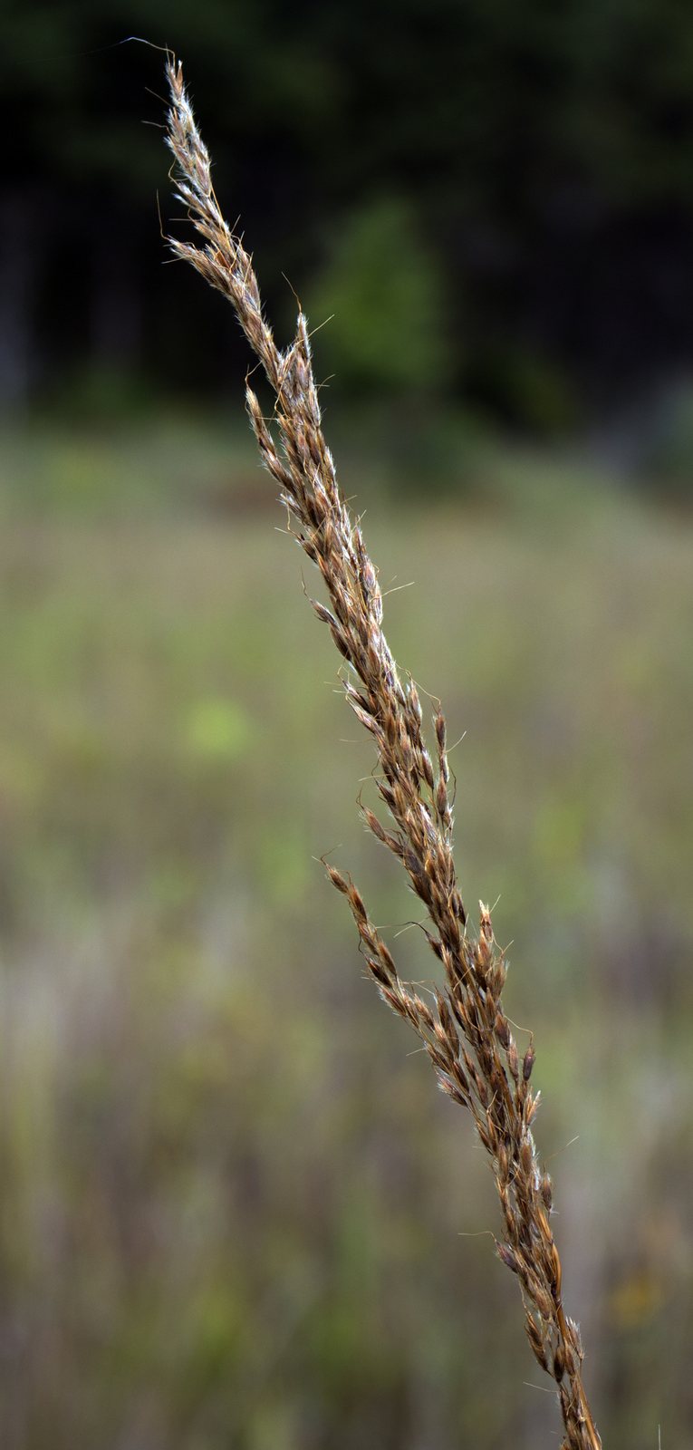 Indiangrass