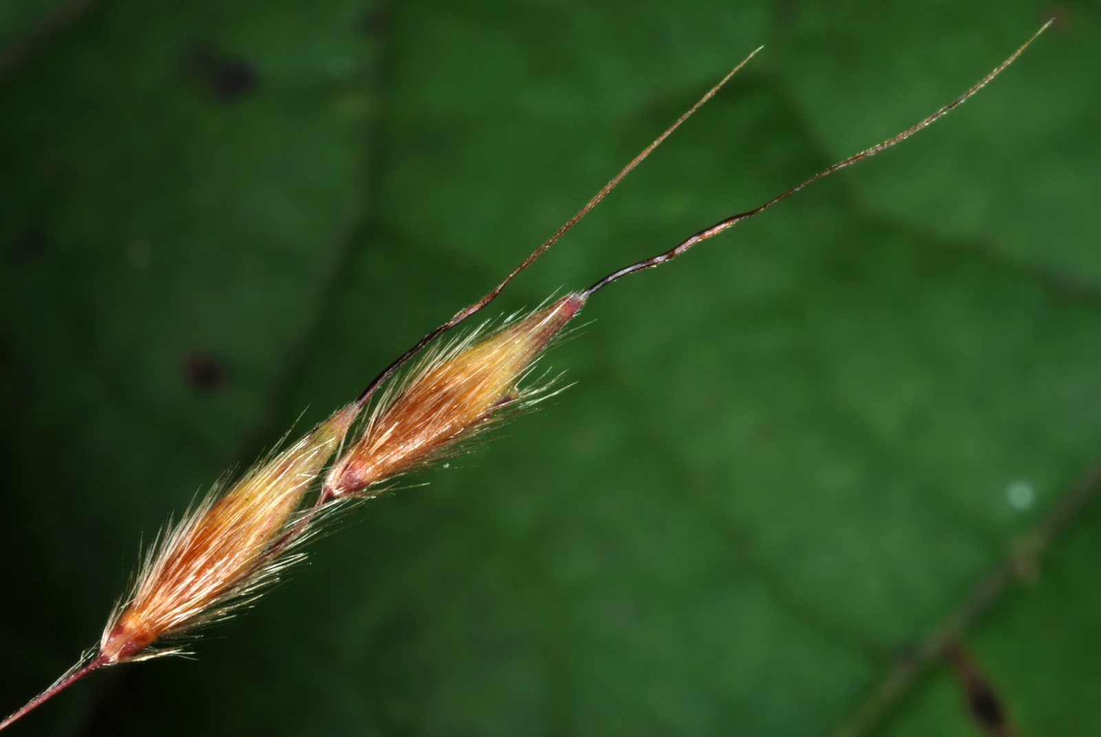 Indiangrass