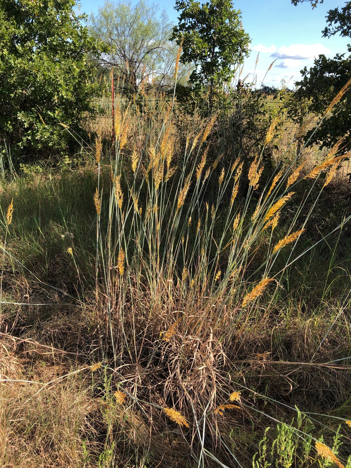 Indiangrass