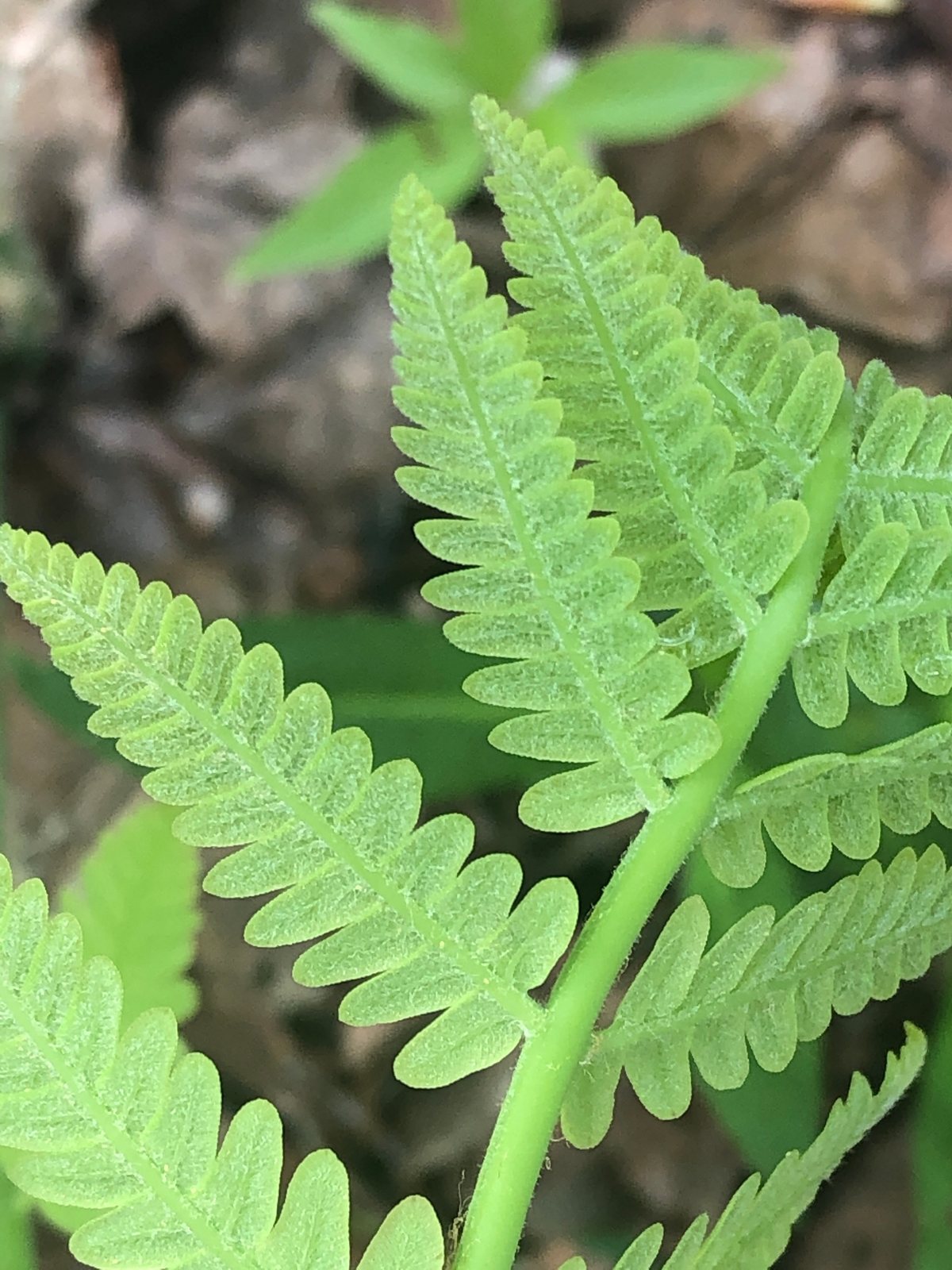 Interrupted fern