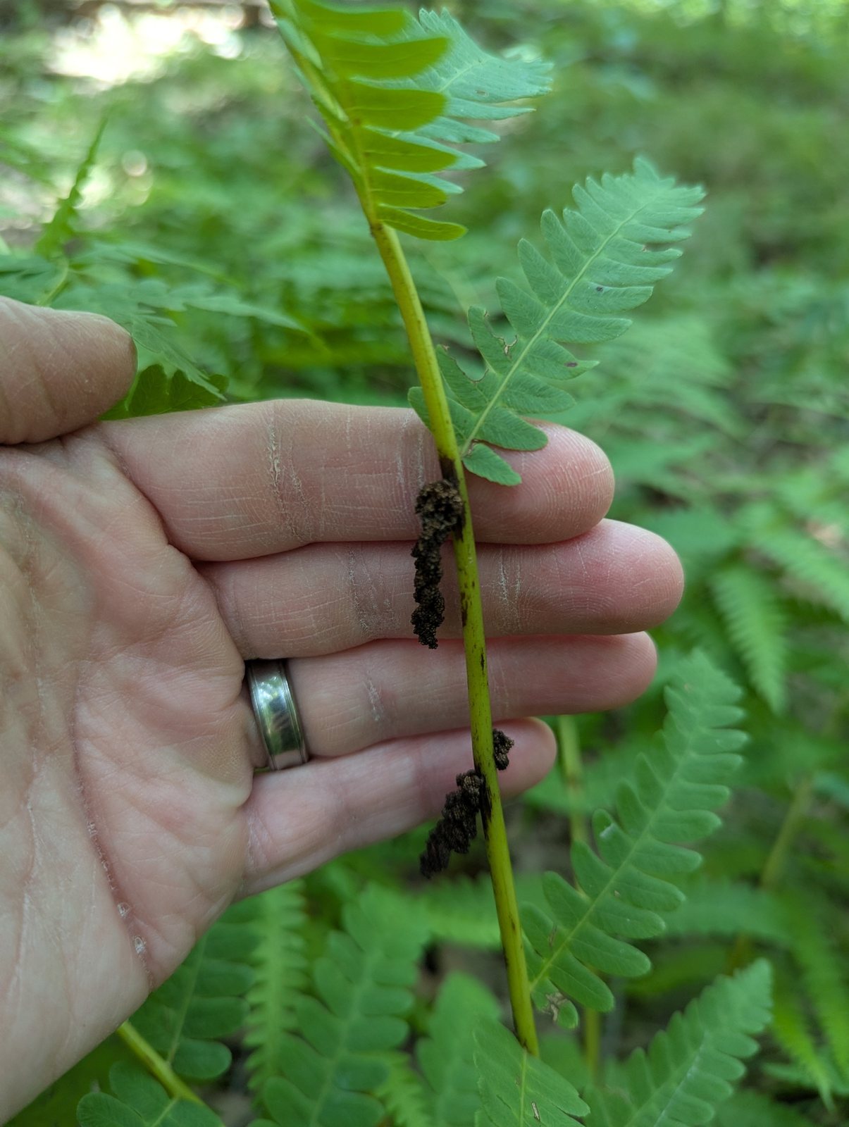 Interrupted fern