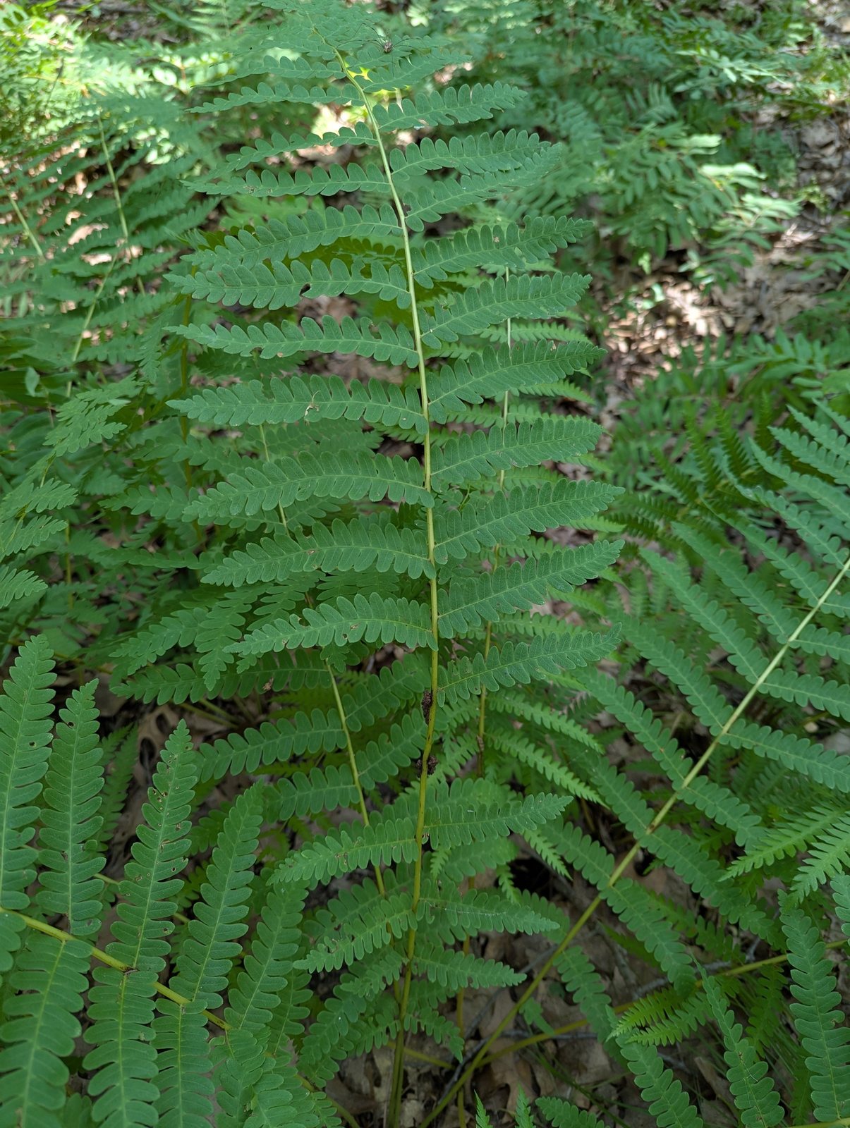 Interrupted fern