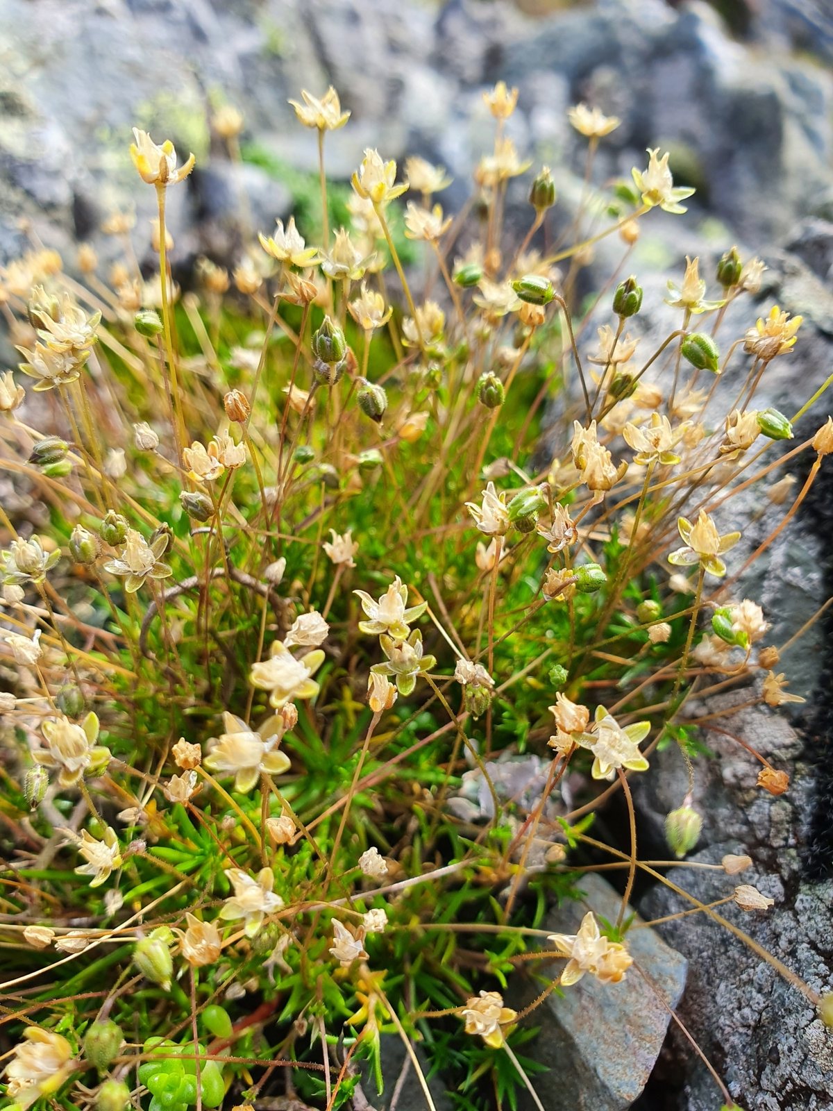Irish moss