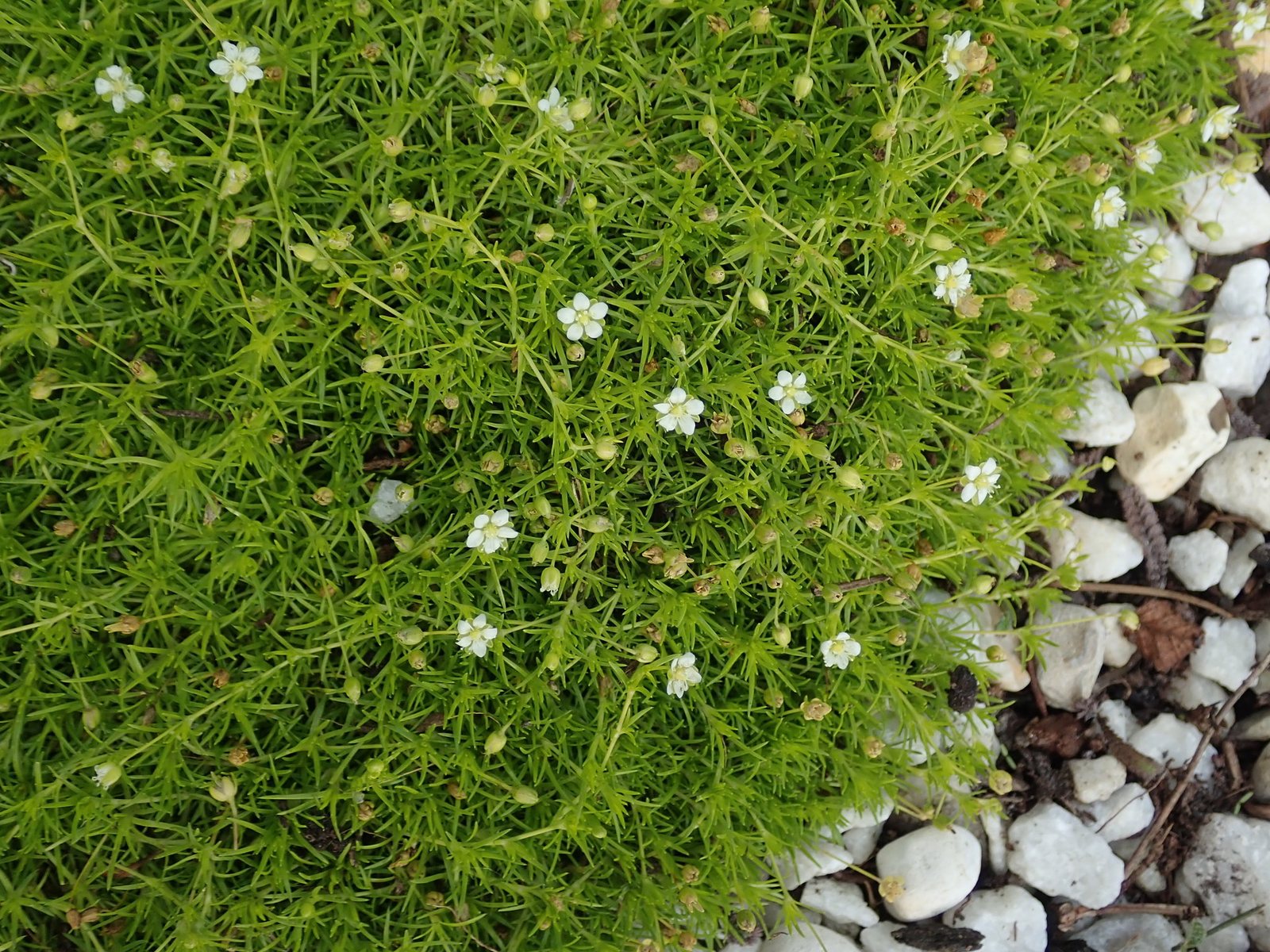 Irish moss
