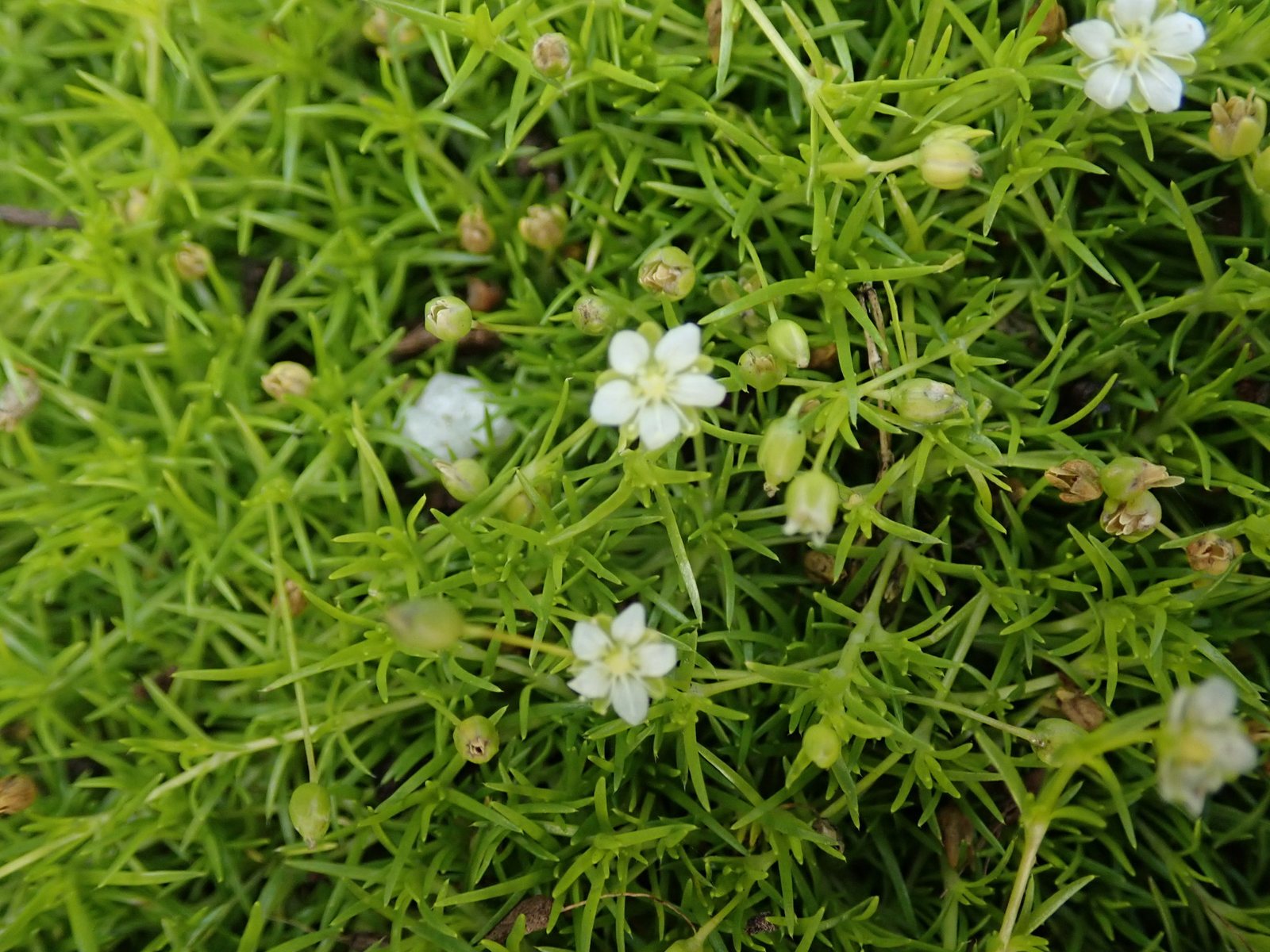 Irish moss