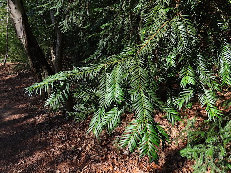 Irish yew