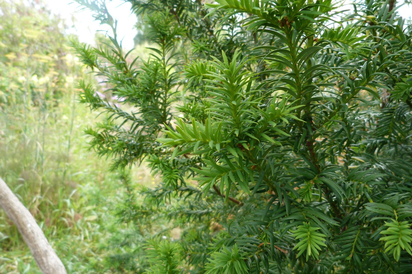 Irish yew