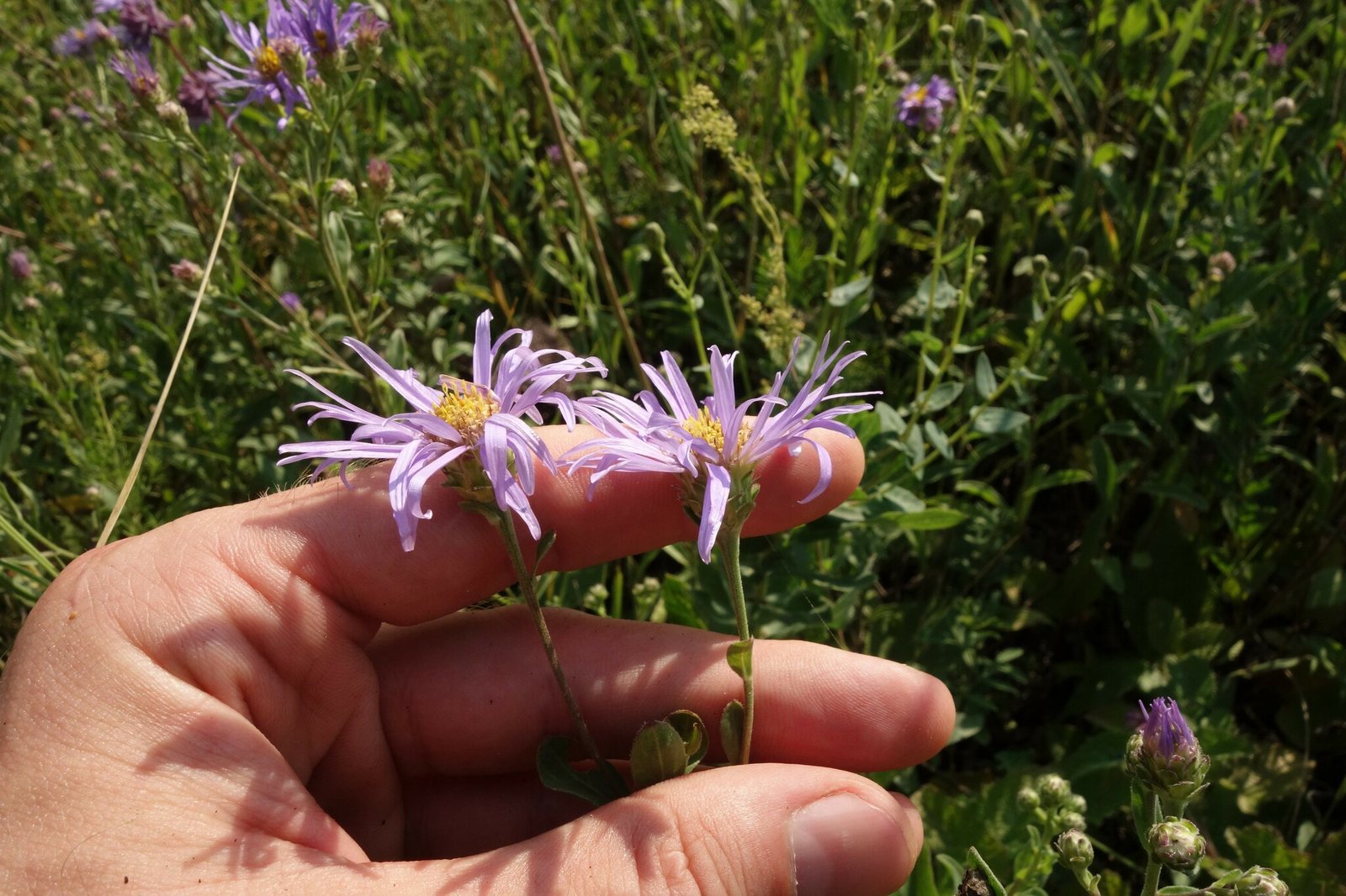 Italian aster 'King George'