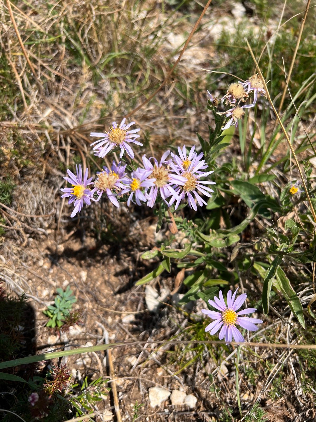 Italian aster 'King George'