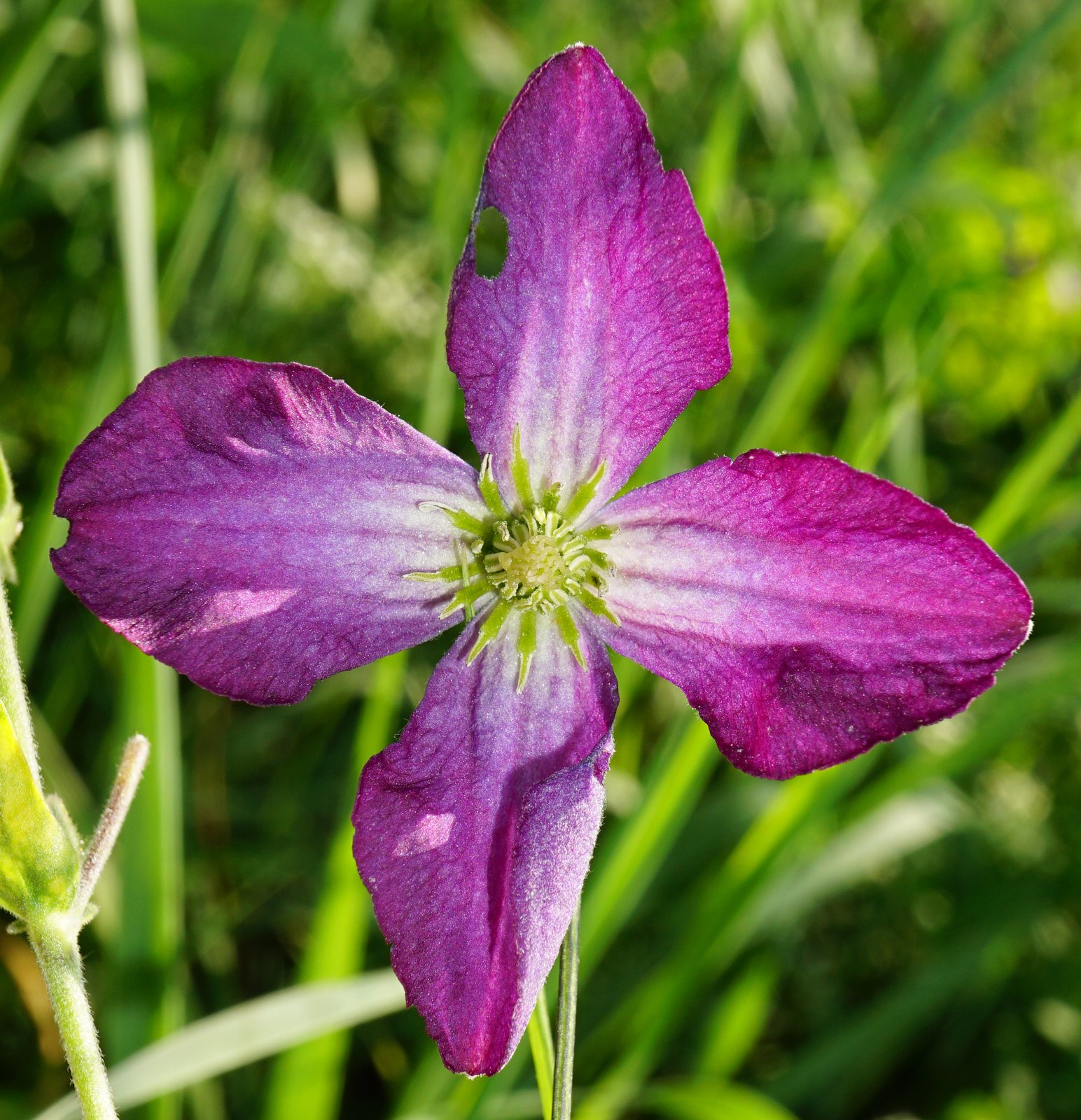 Italian clematis
