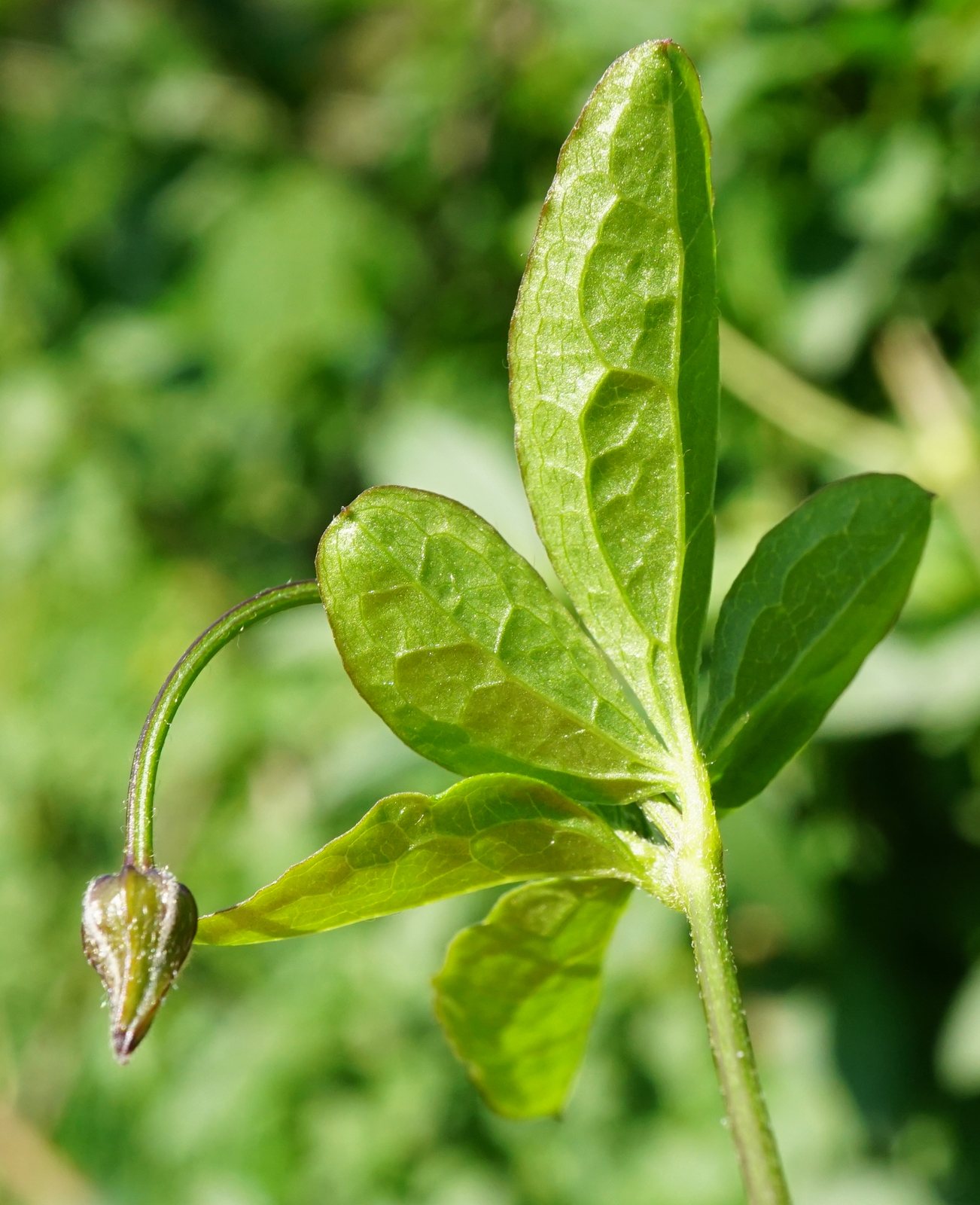 Italian clematis