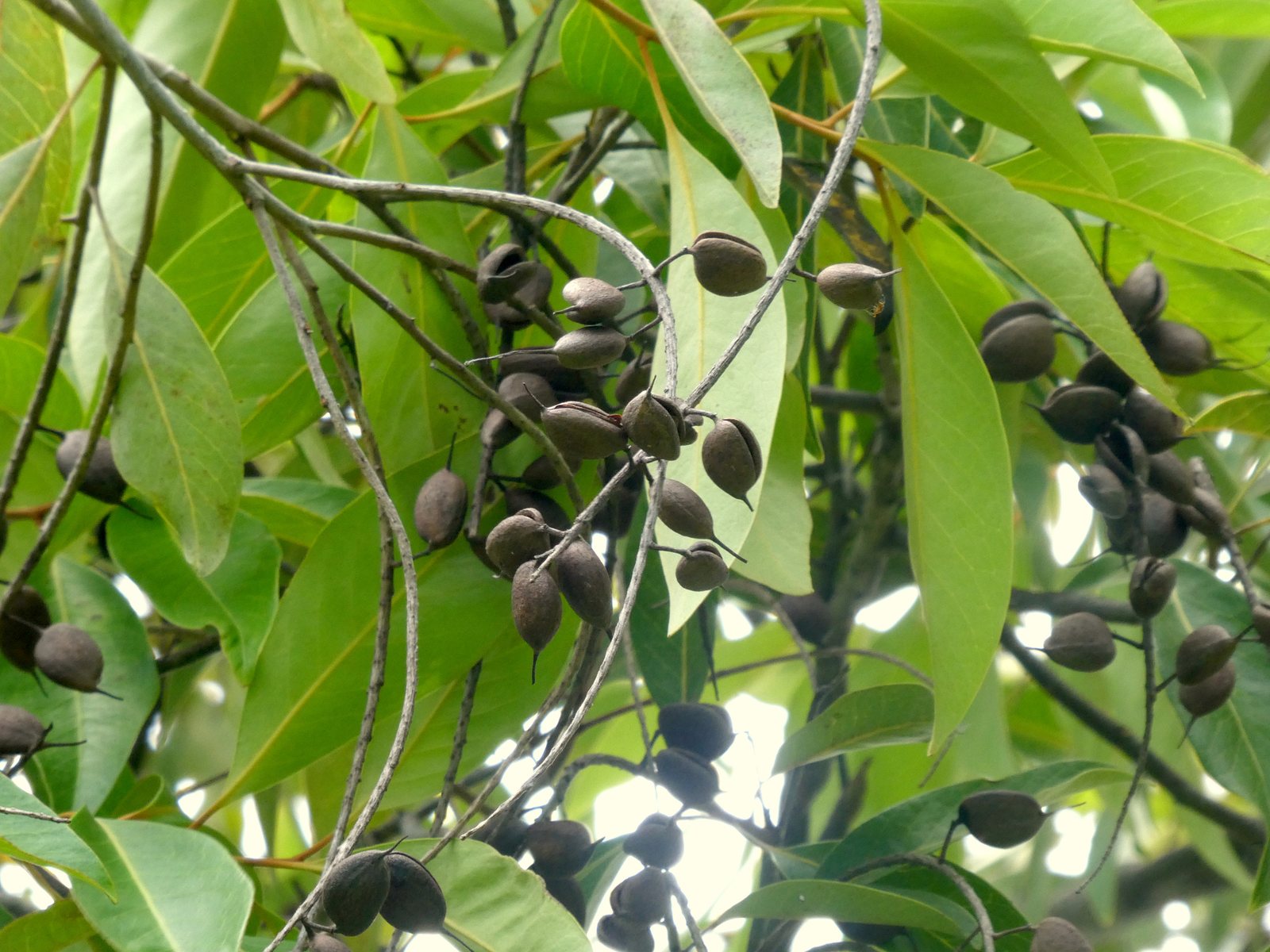 Ivory curl tree