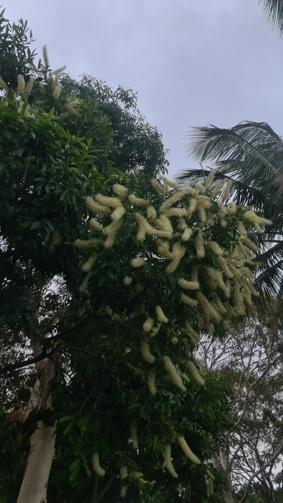 Ivory curl tree