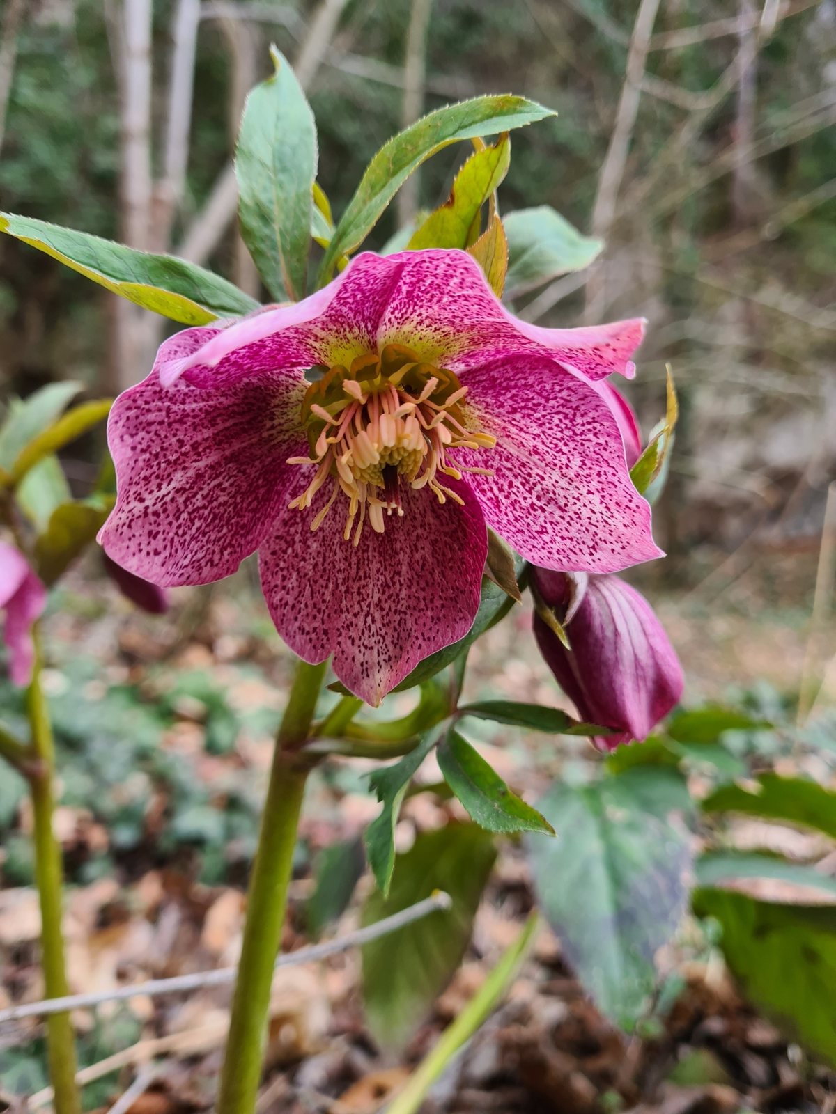 Ivory Prince hellebore