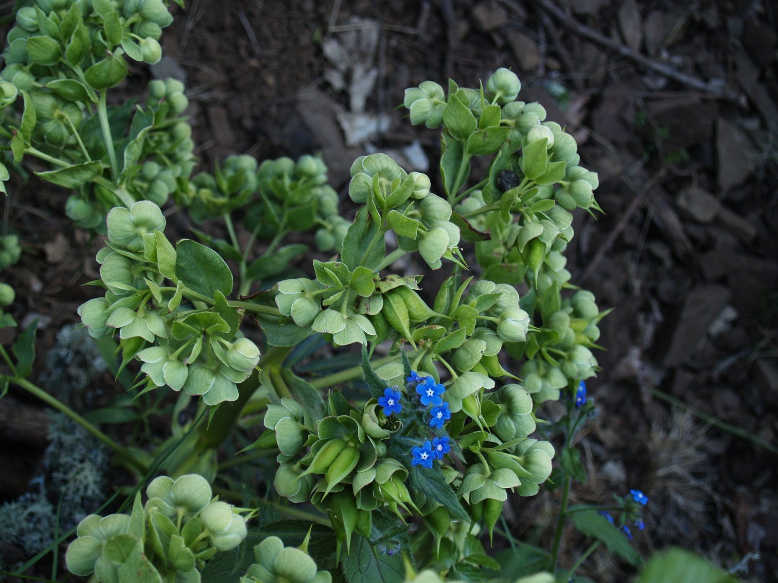 Ivory Prince hellebore