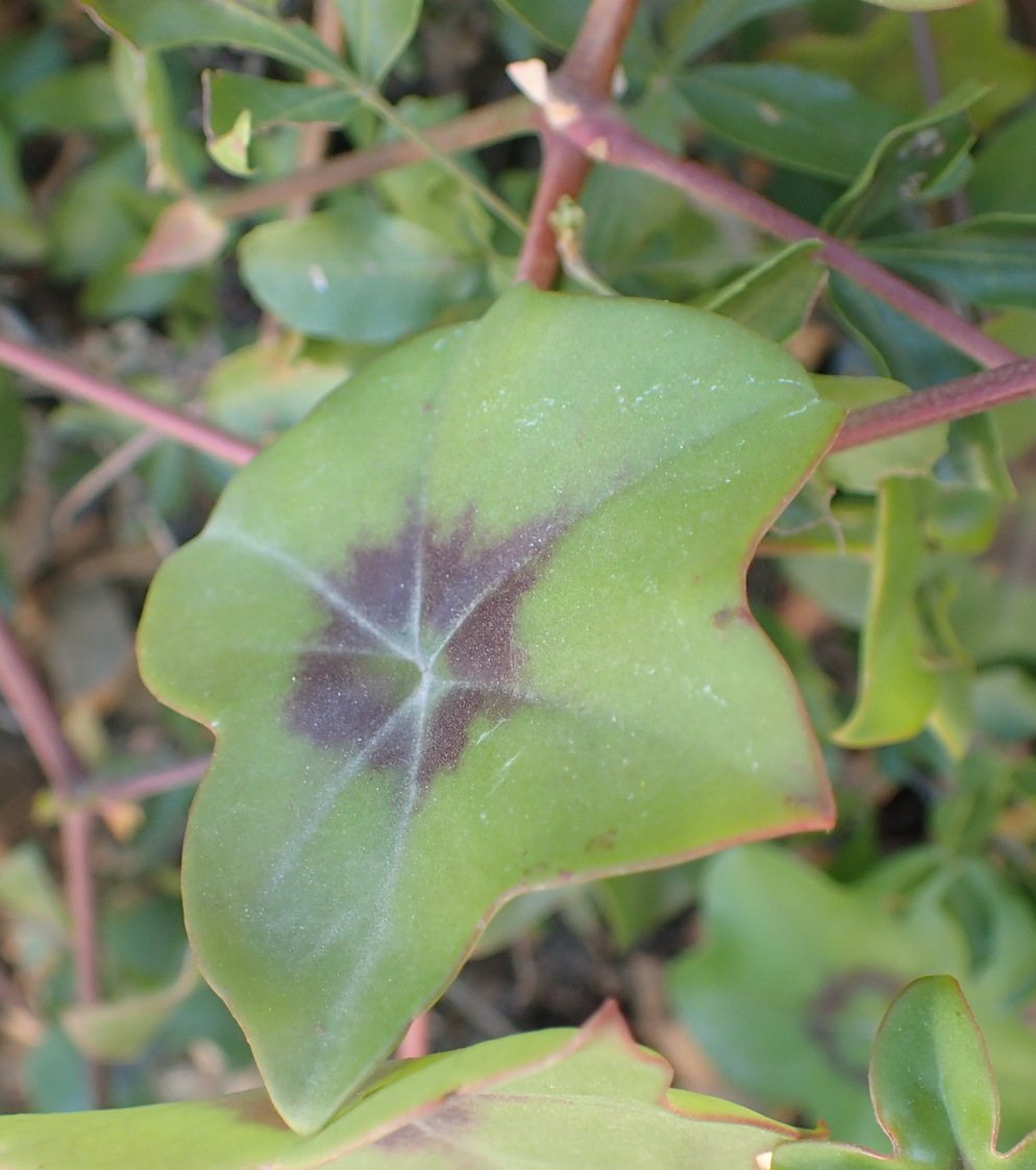 Ivy geranium