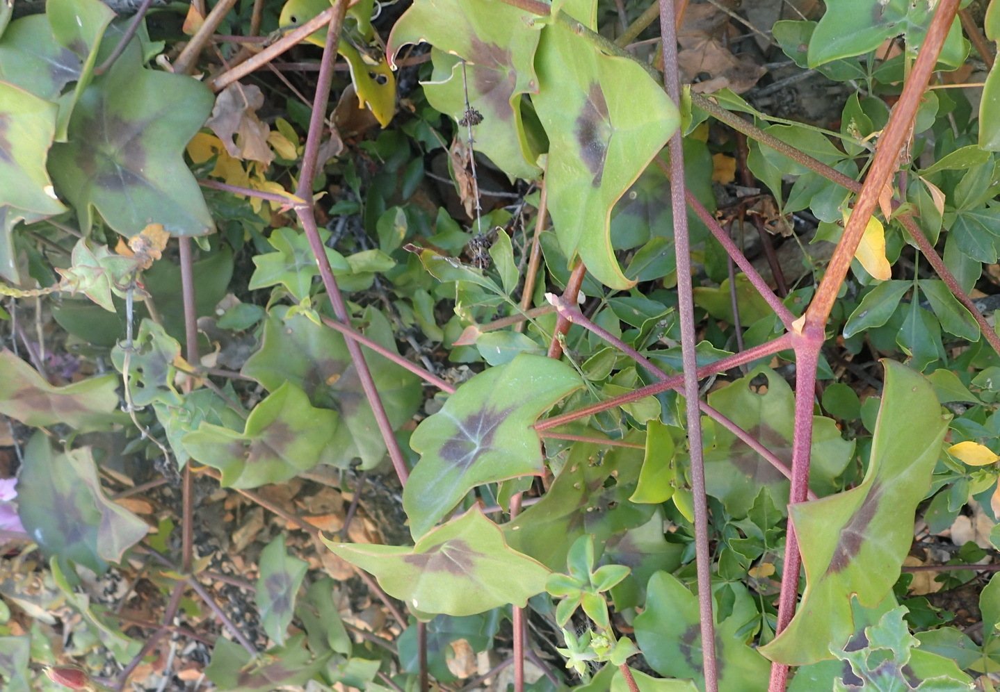 Ivy geranium