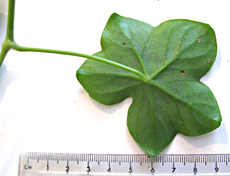 Ivy geranium