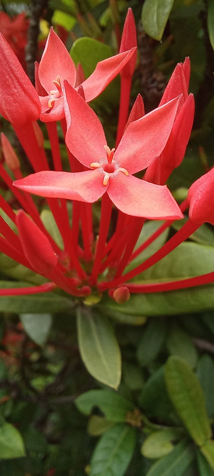 Ixora