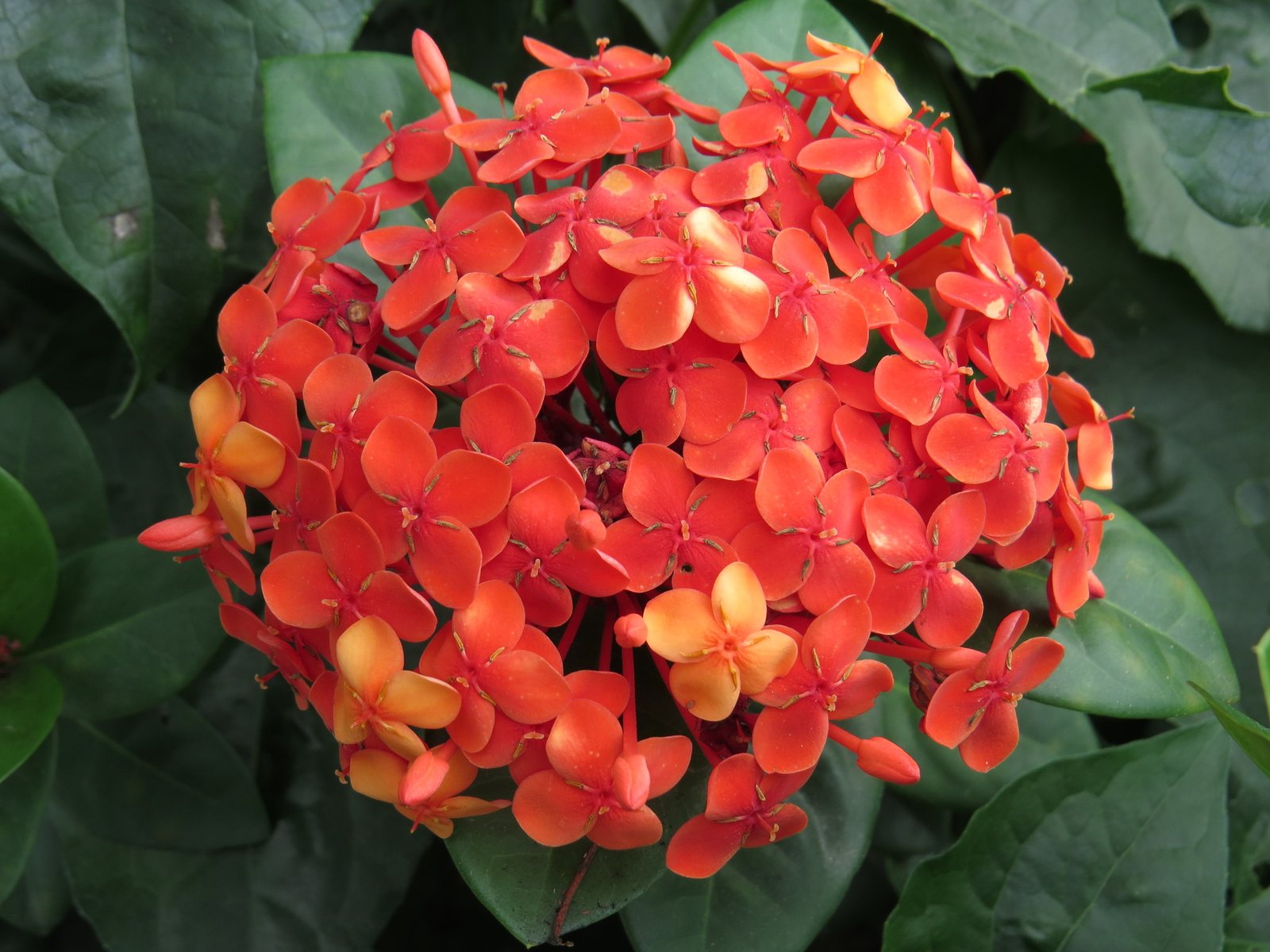 Ixora