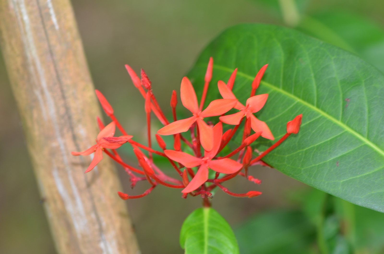 Ixora