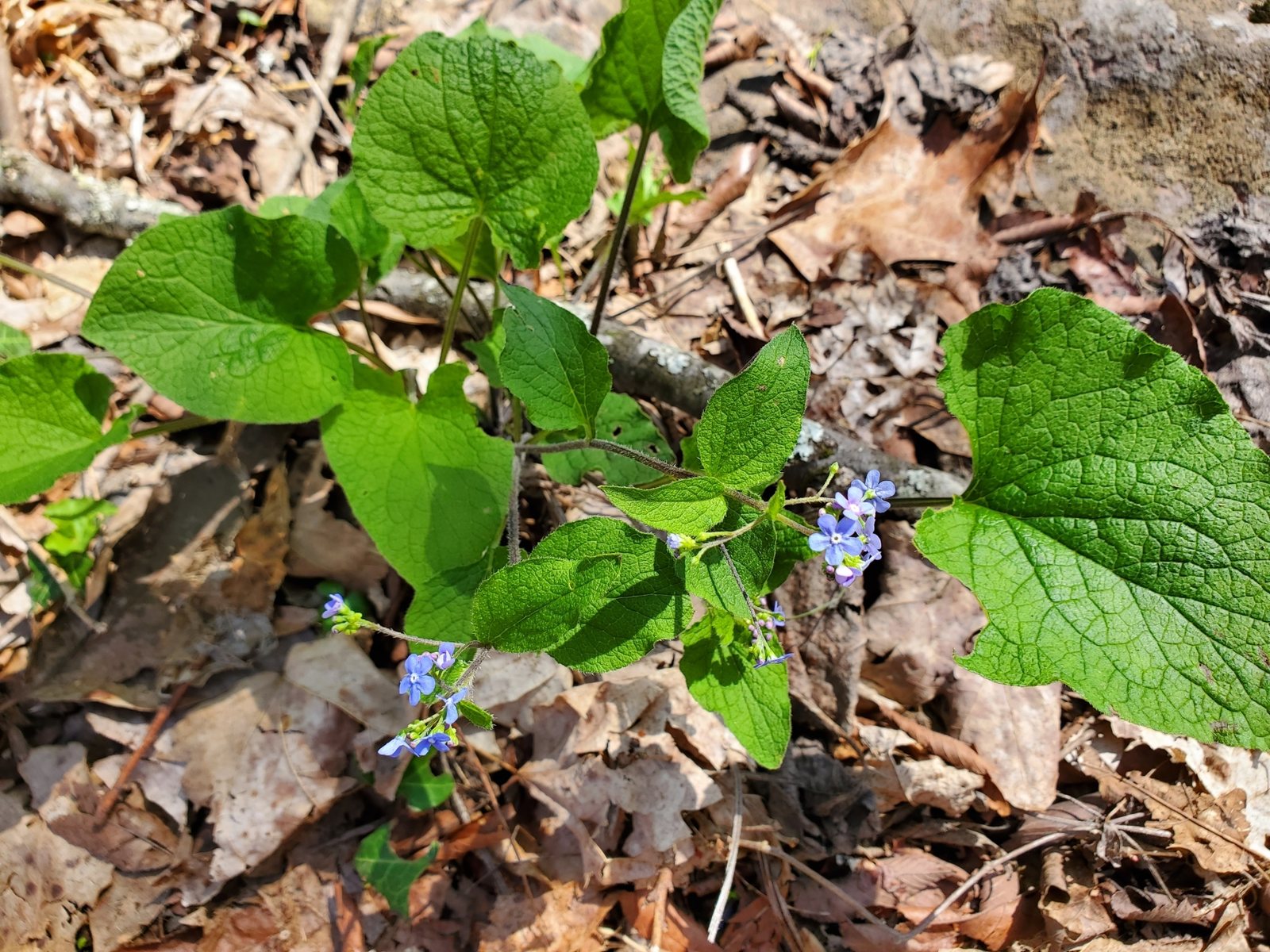 Jack Frost brunnera