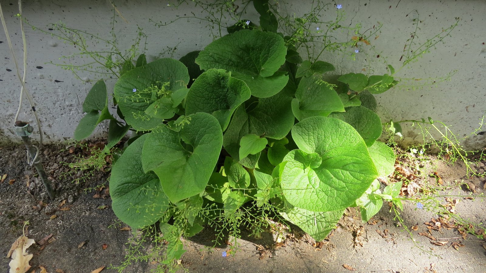 Jack Frost brunnera
