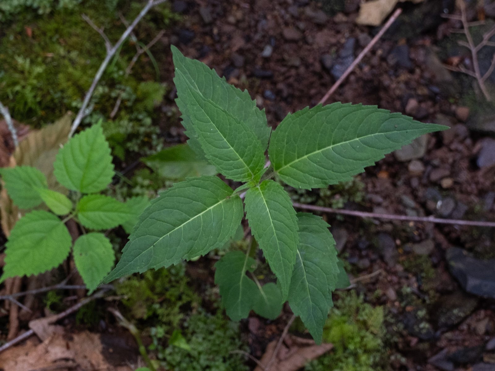 Jacob Cline bee balm
