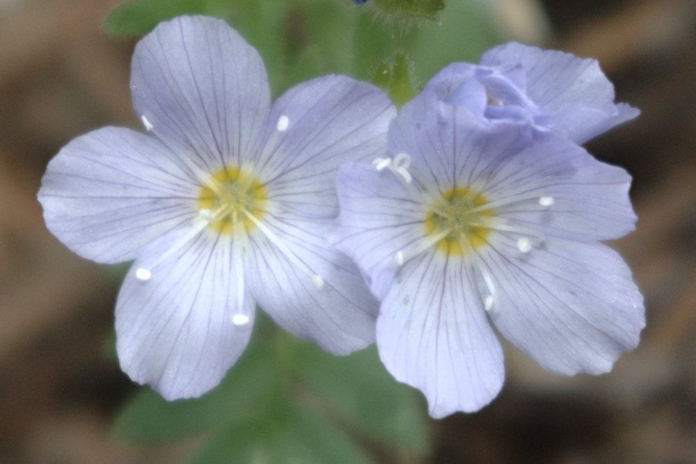 Jacob's ladder
