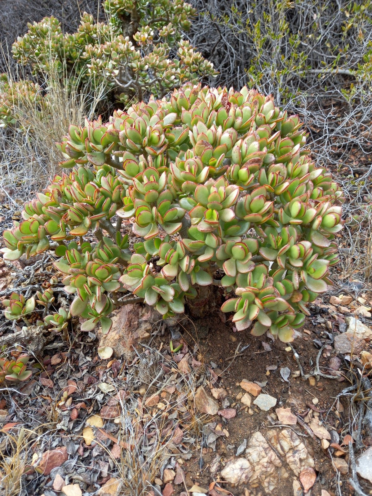 Jade plant